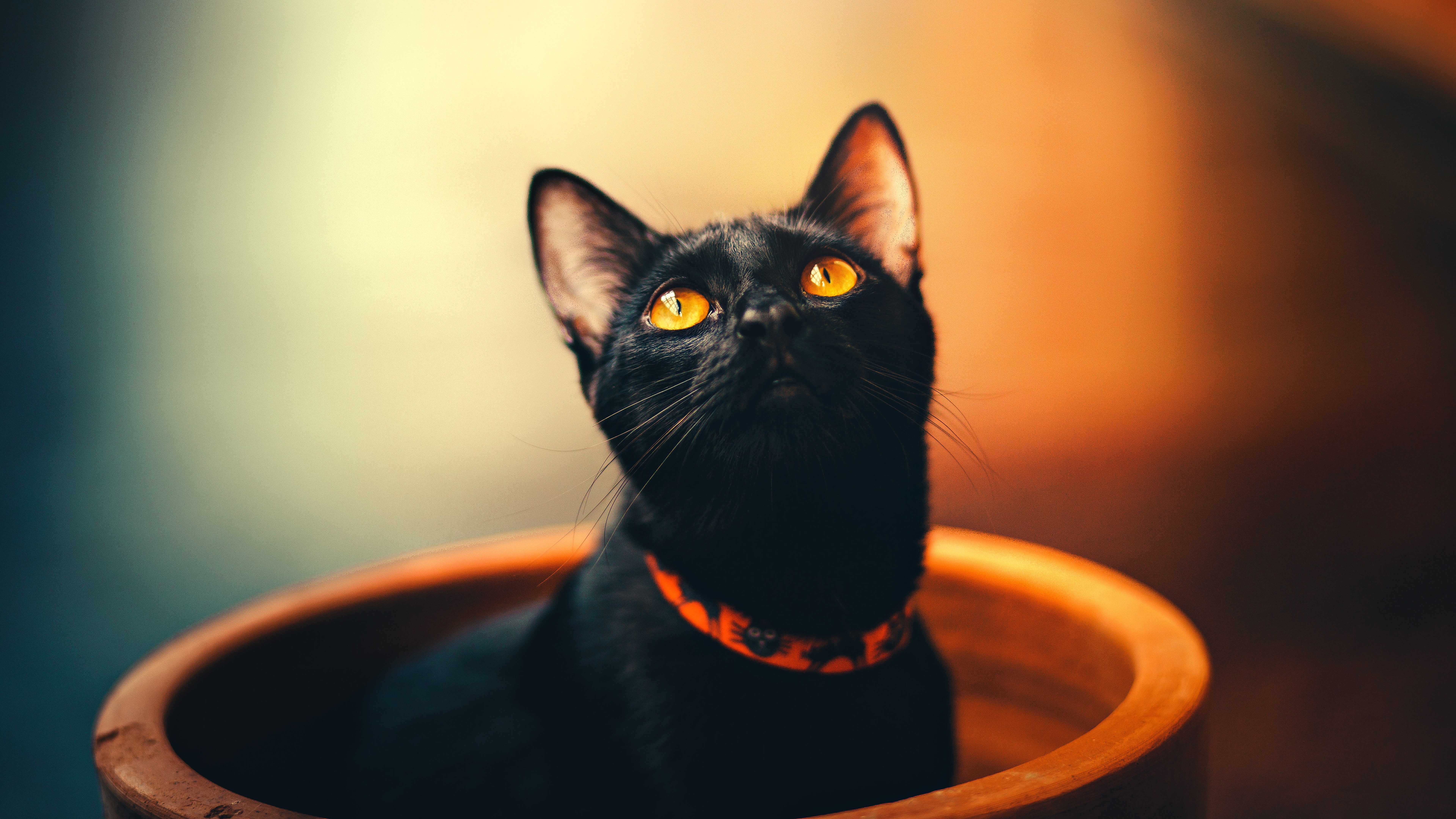 Black cat with orange collar looking up HD Wallpaper