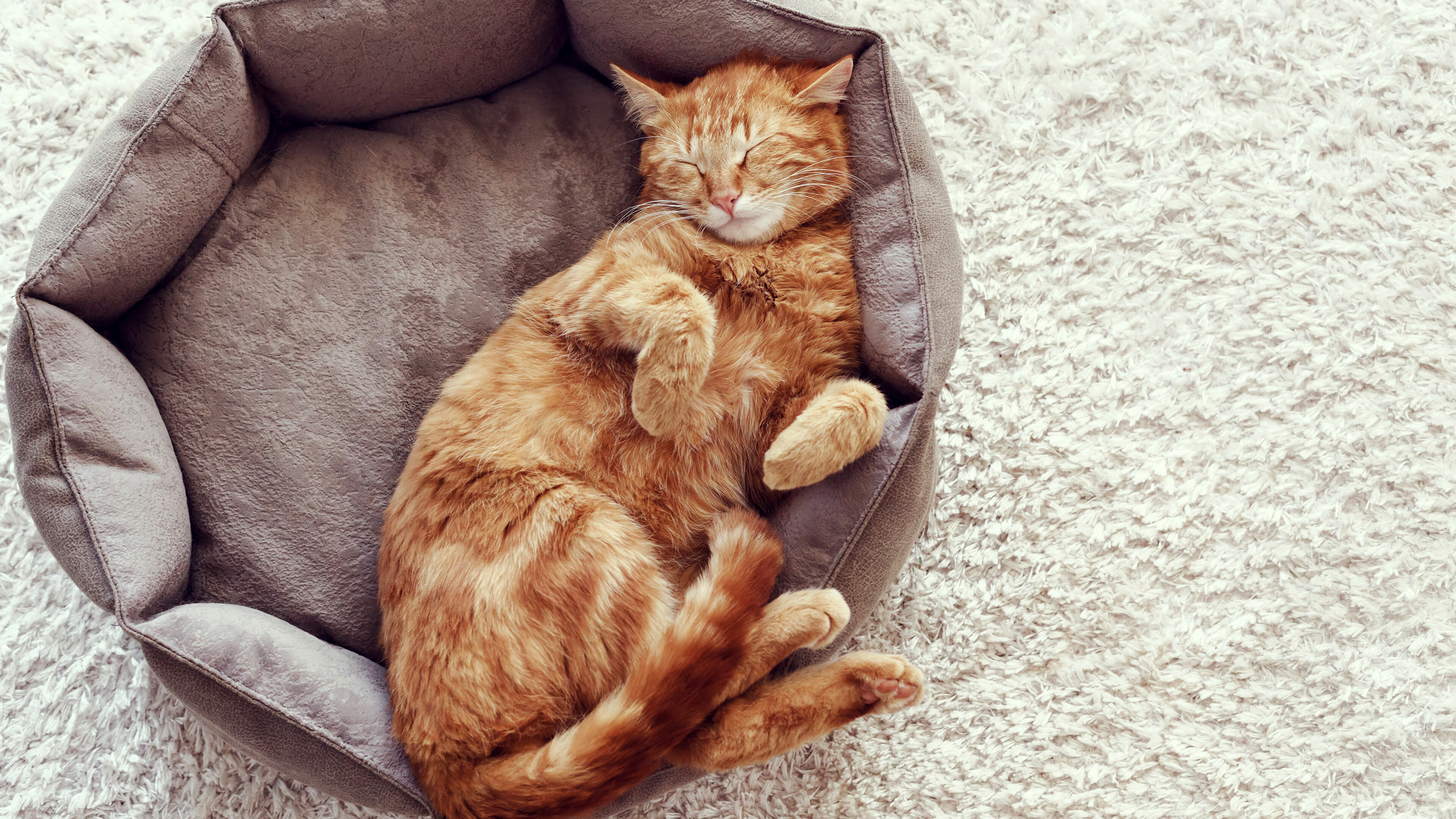 Orange tabby cat sleeping in a bed HD Wallpaper