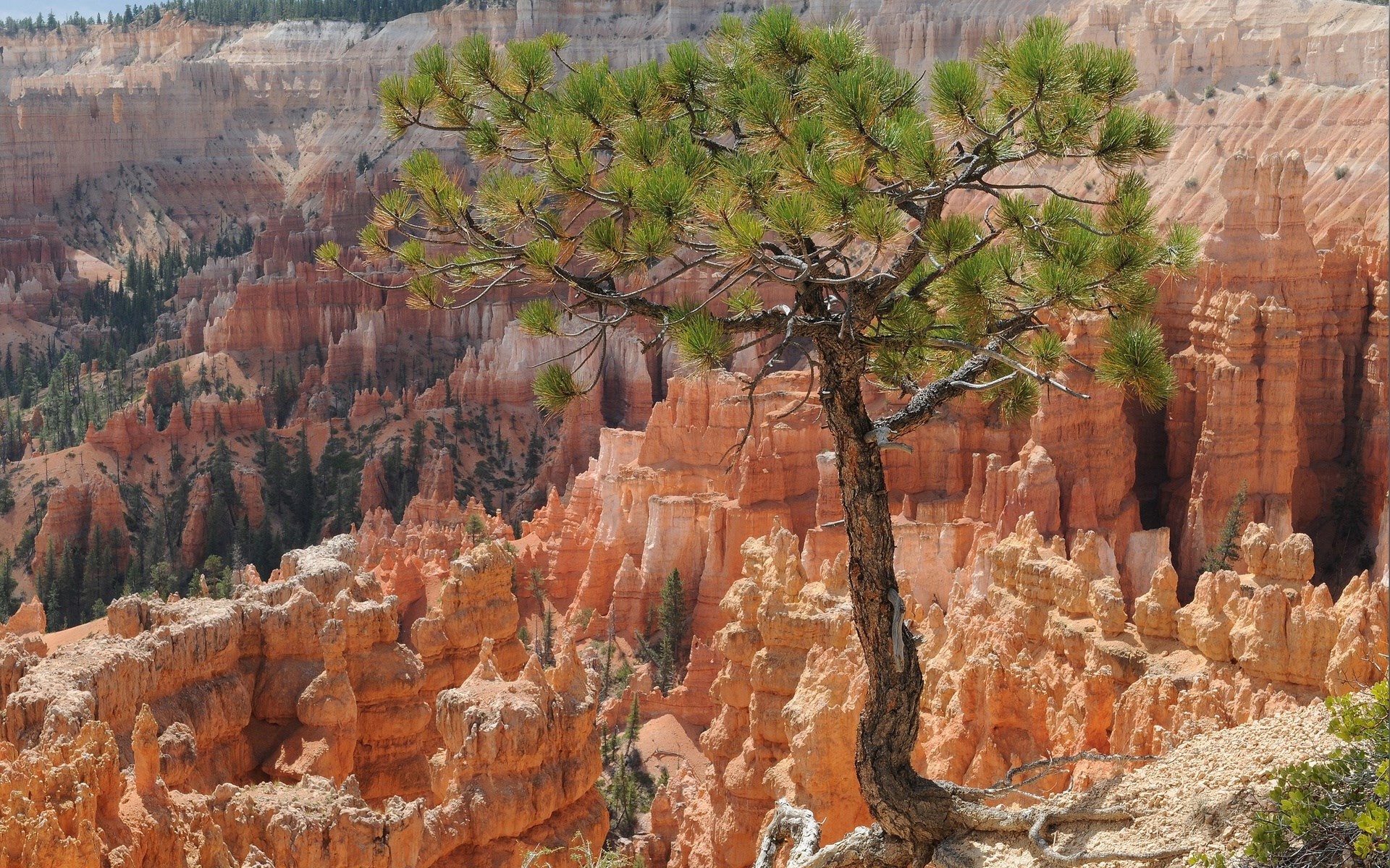 Pine tree in Bryce Canyon National Park HD Wallpaper