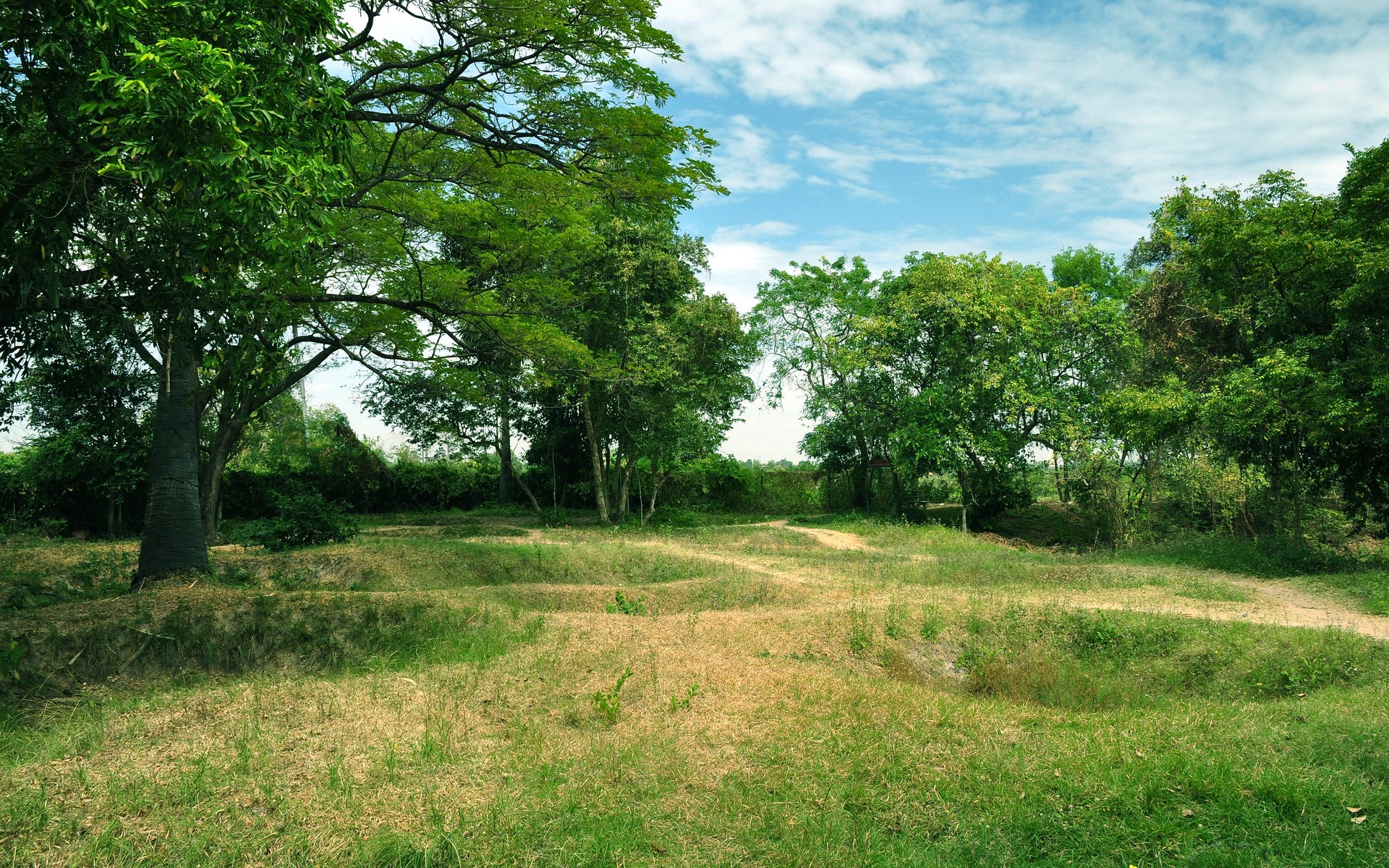 Grassy field with trees and a cloudy sky HD Wallpaper