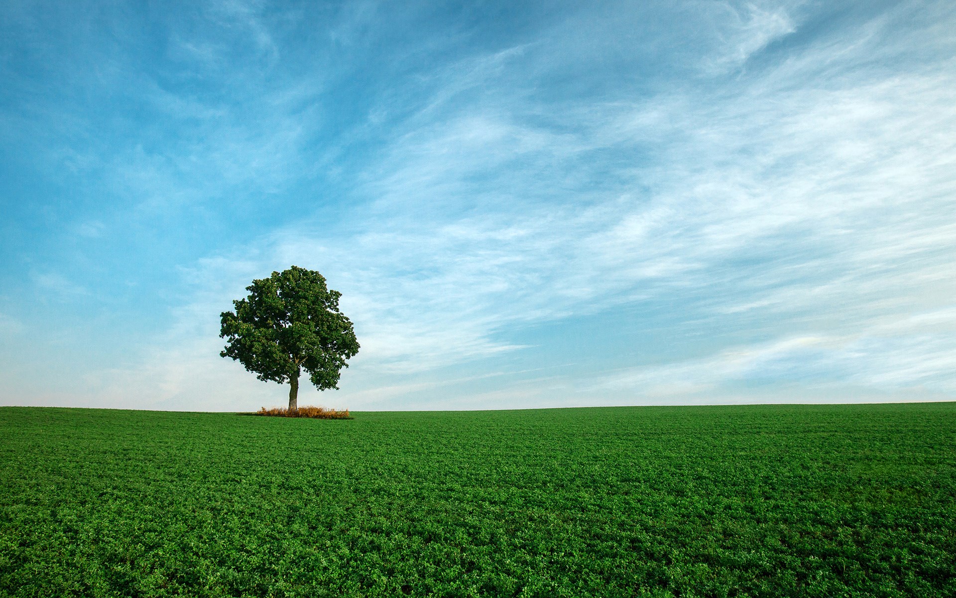 A lone tree in a green field under a blue sky HD Wallpaper
