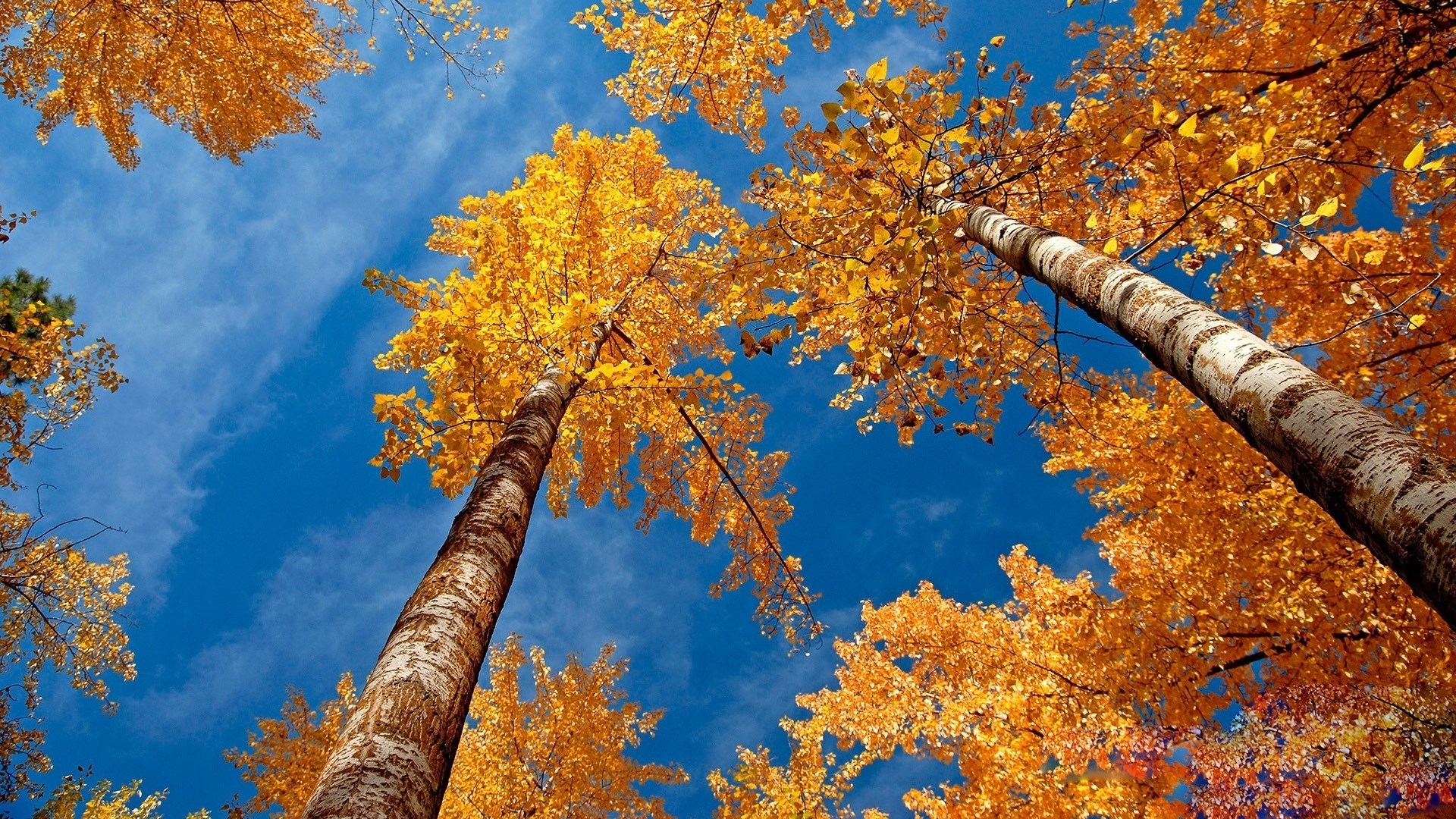 Looking up at autumn trees against a blue sky HD Wallpaper