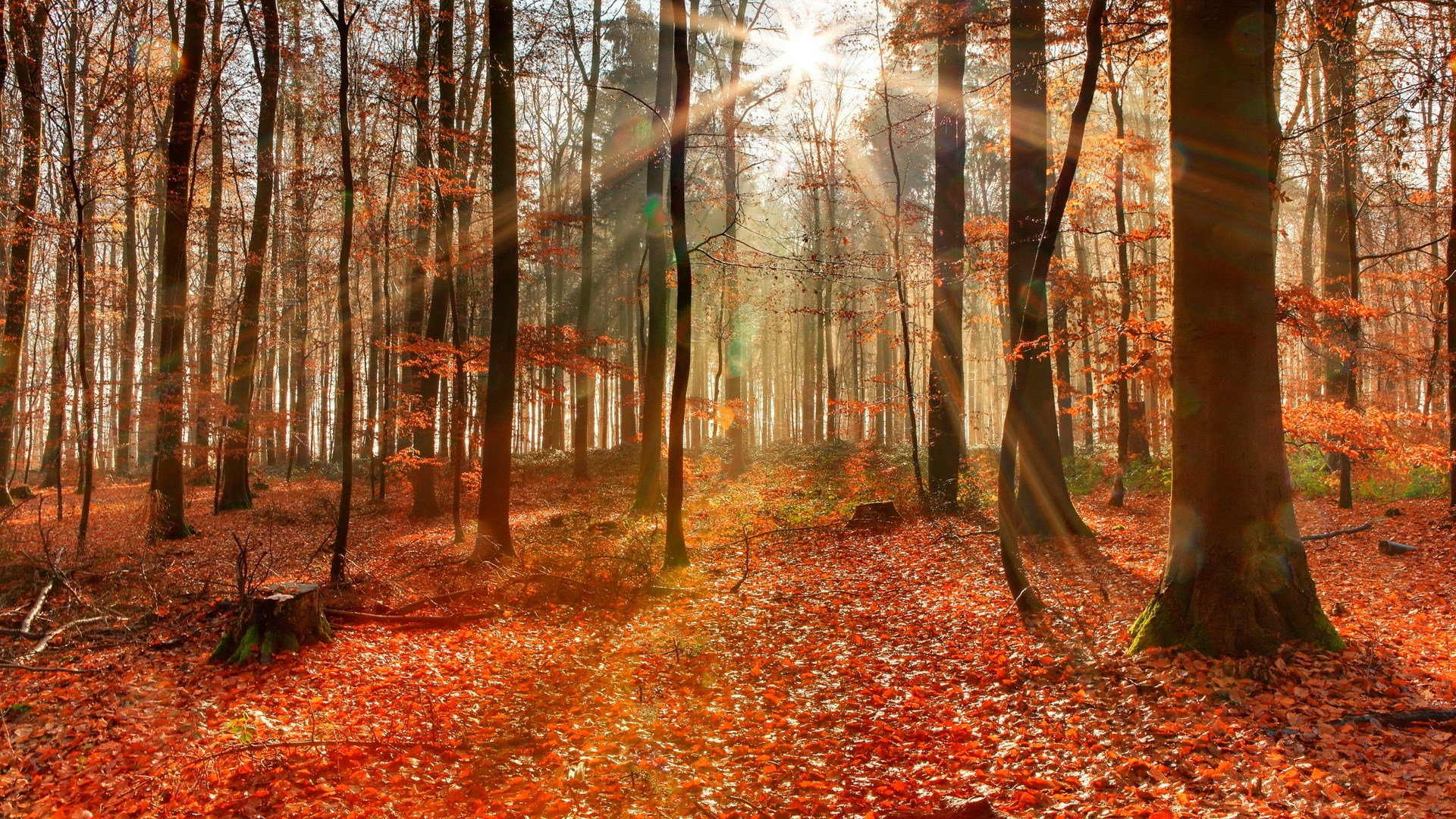 Autumn forest with sunbeams HD Wallpaper