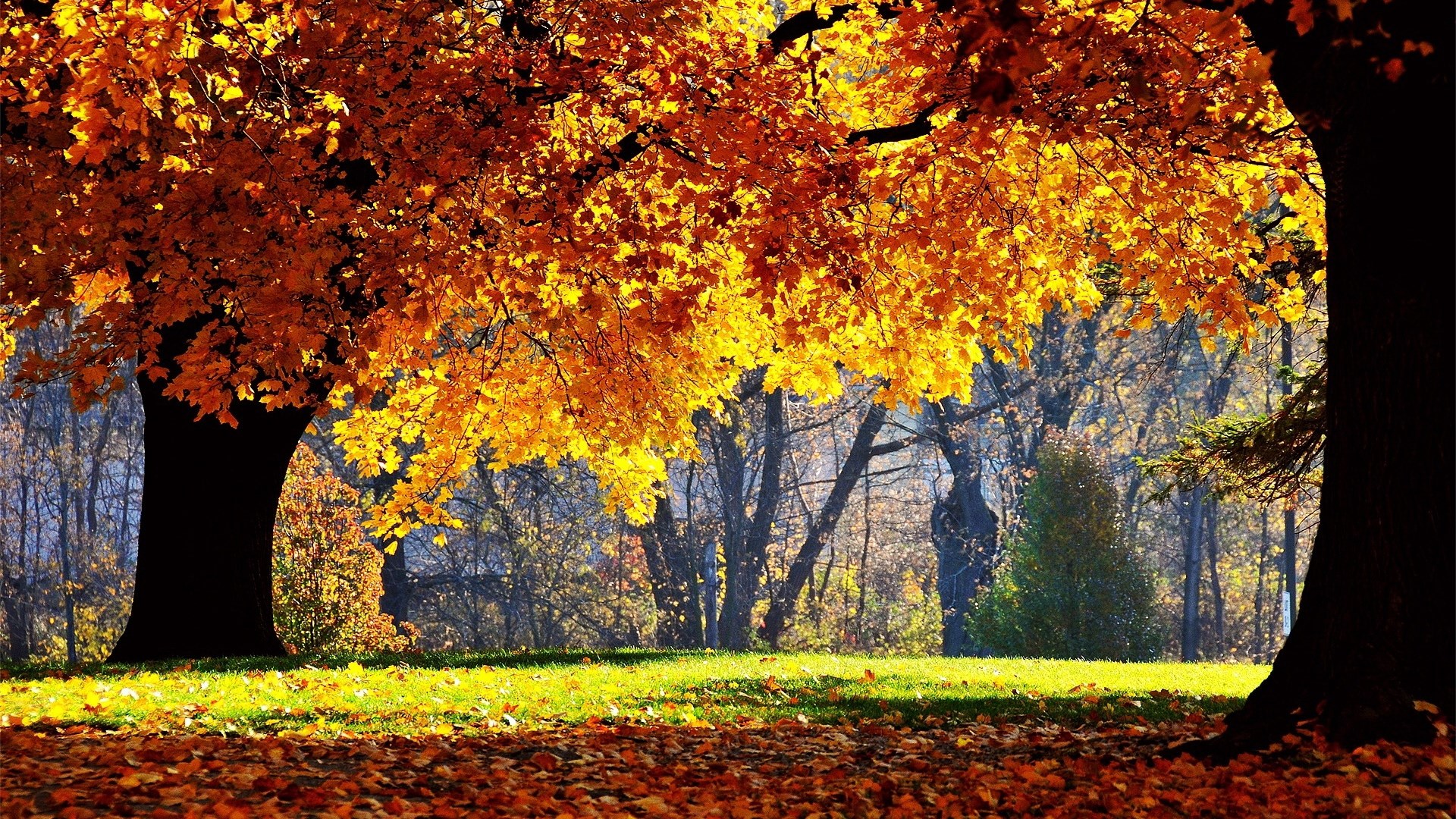 Autumn trees with colorful leaves in a park HD Wallpaper
