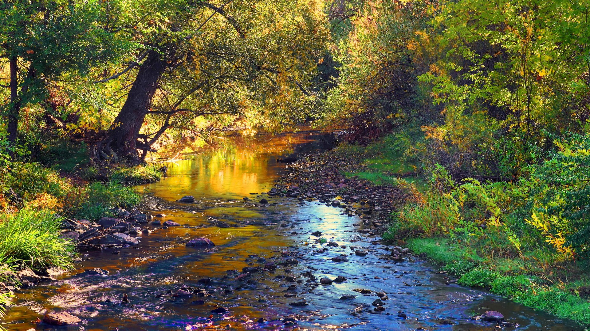 A stream flows through a sunlit forest in autumn HD Wallpaper