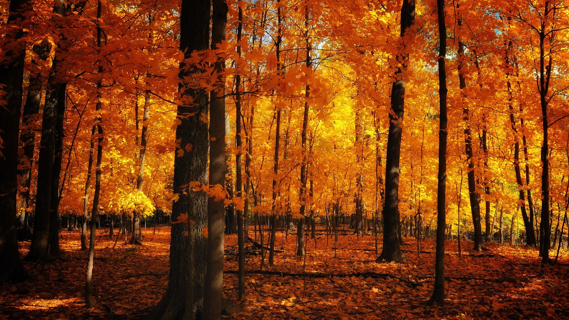 Autumn forest with vibrant orange and yellow leaves HD Wallpaper