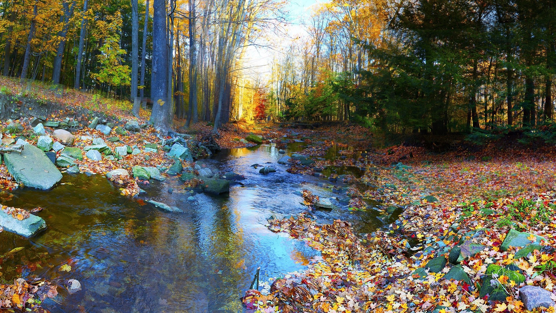 Autumn forest stream with fallen leaves HD Wallpaper