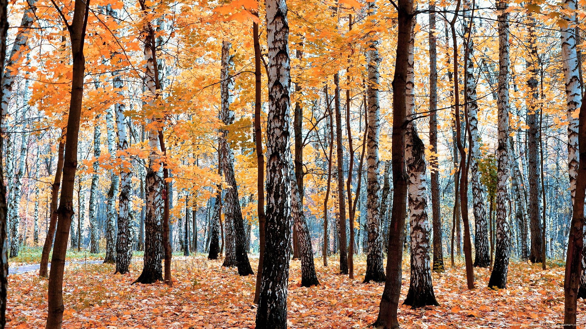 Autumn forest with birch and maple trees HD Wallpaper