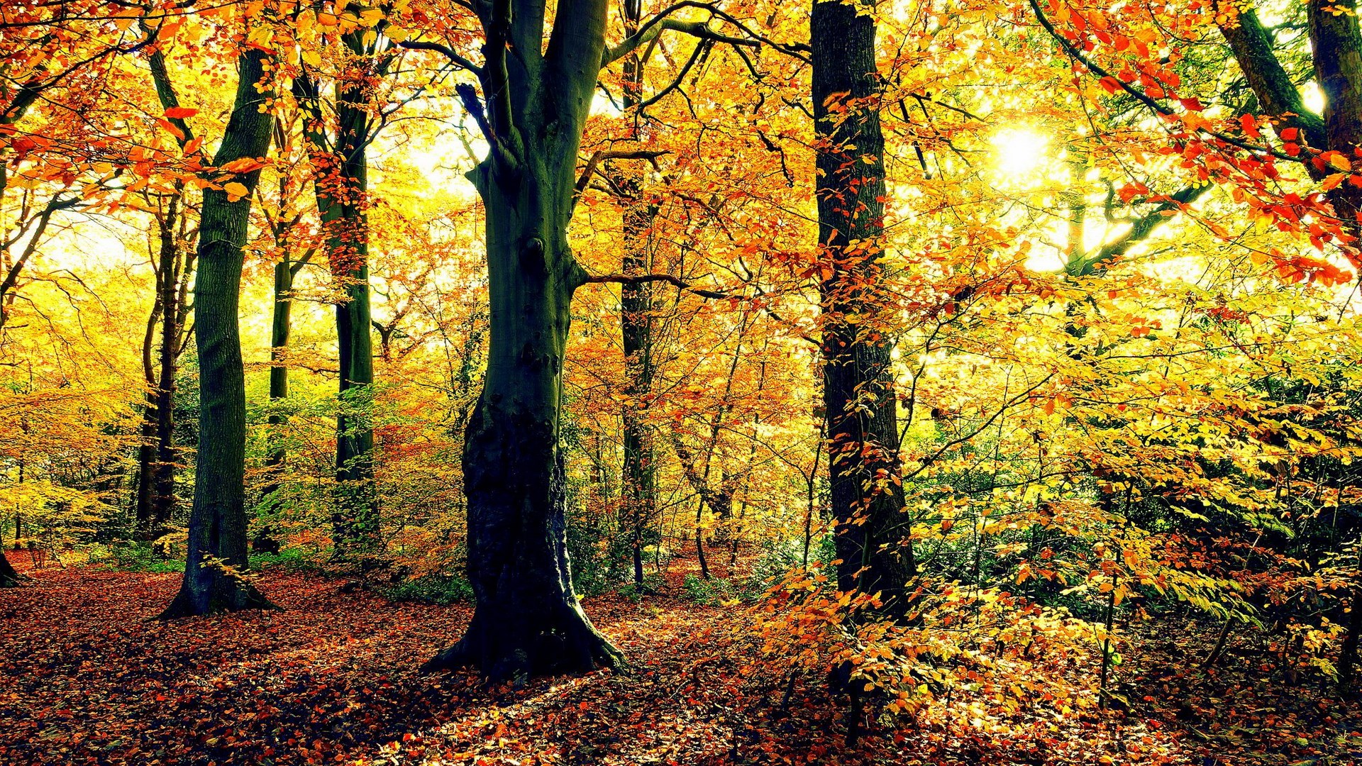 Autumn forest with sunbeams filtering through colorful leaves HD Wallpaper