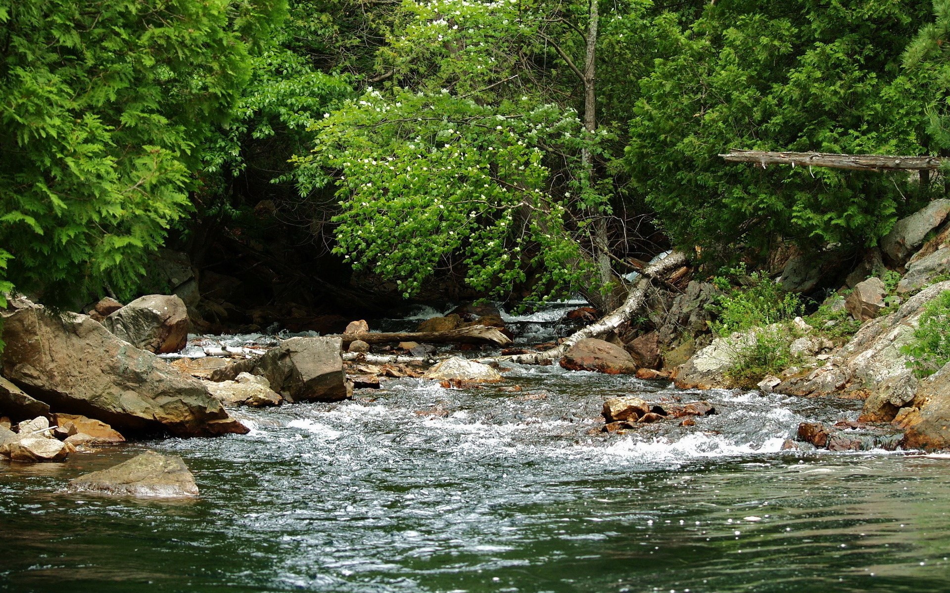 A forest stream flows over rocks and fallen logs. HD Wallpaper