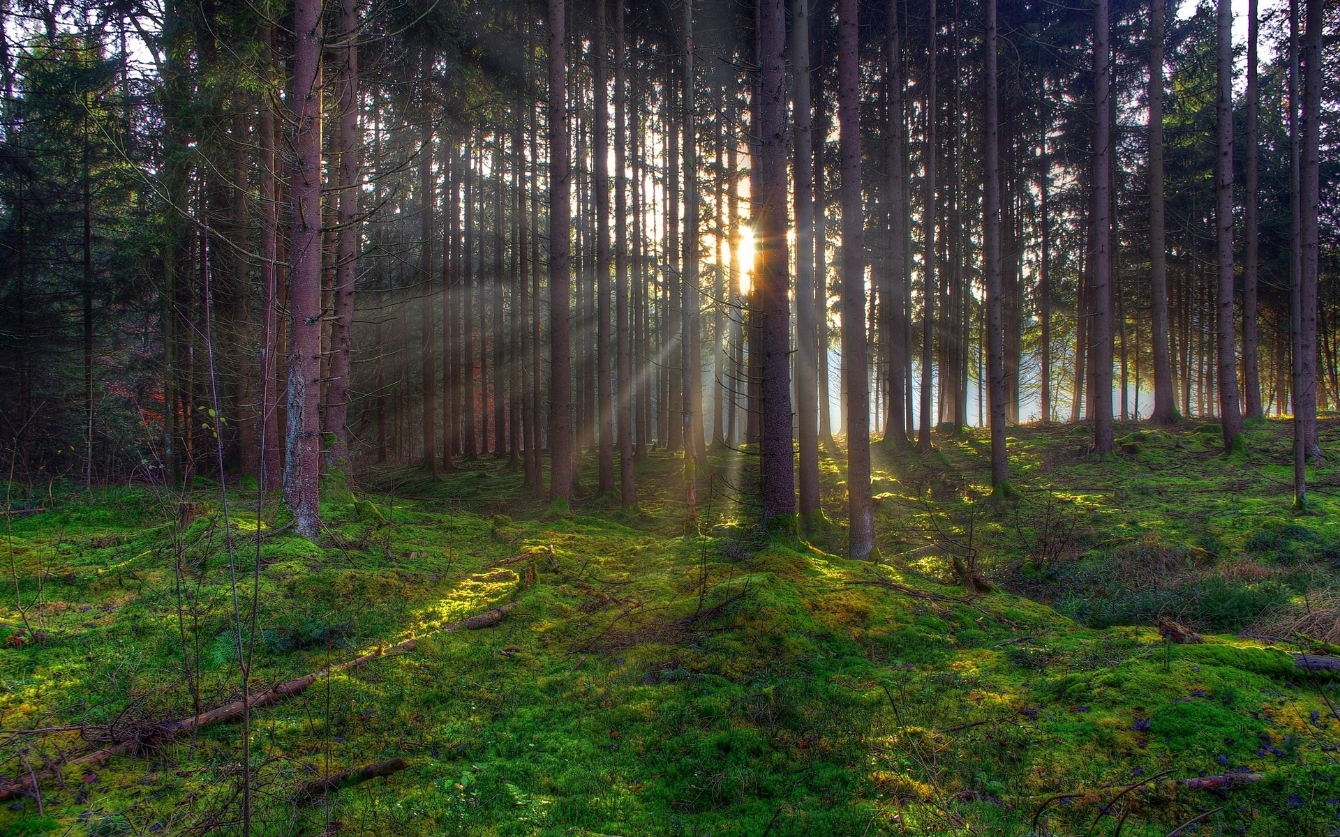Sunlight filtering through a dense forest with mossy ground HD Wallpaper