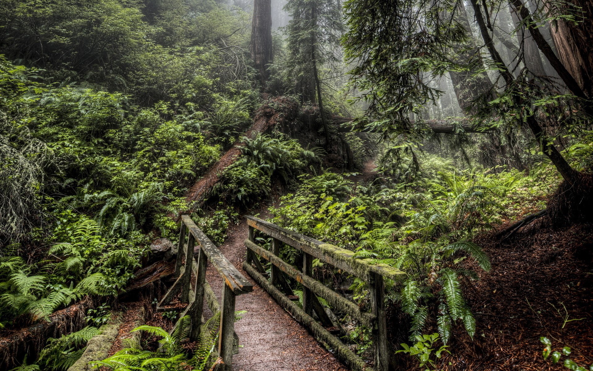 Wooden bridge over a path in a foggy redwood forest HD Wallpaper