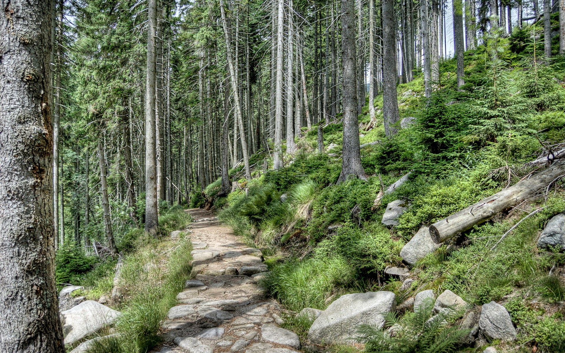Stone path through a dense forest on a hill HD Wallpaper