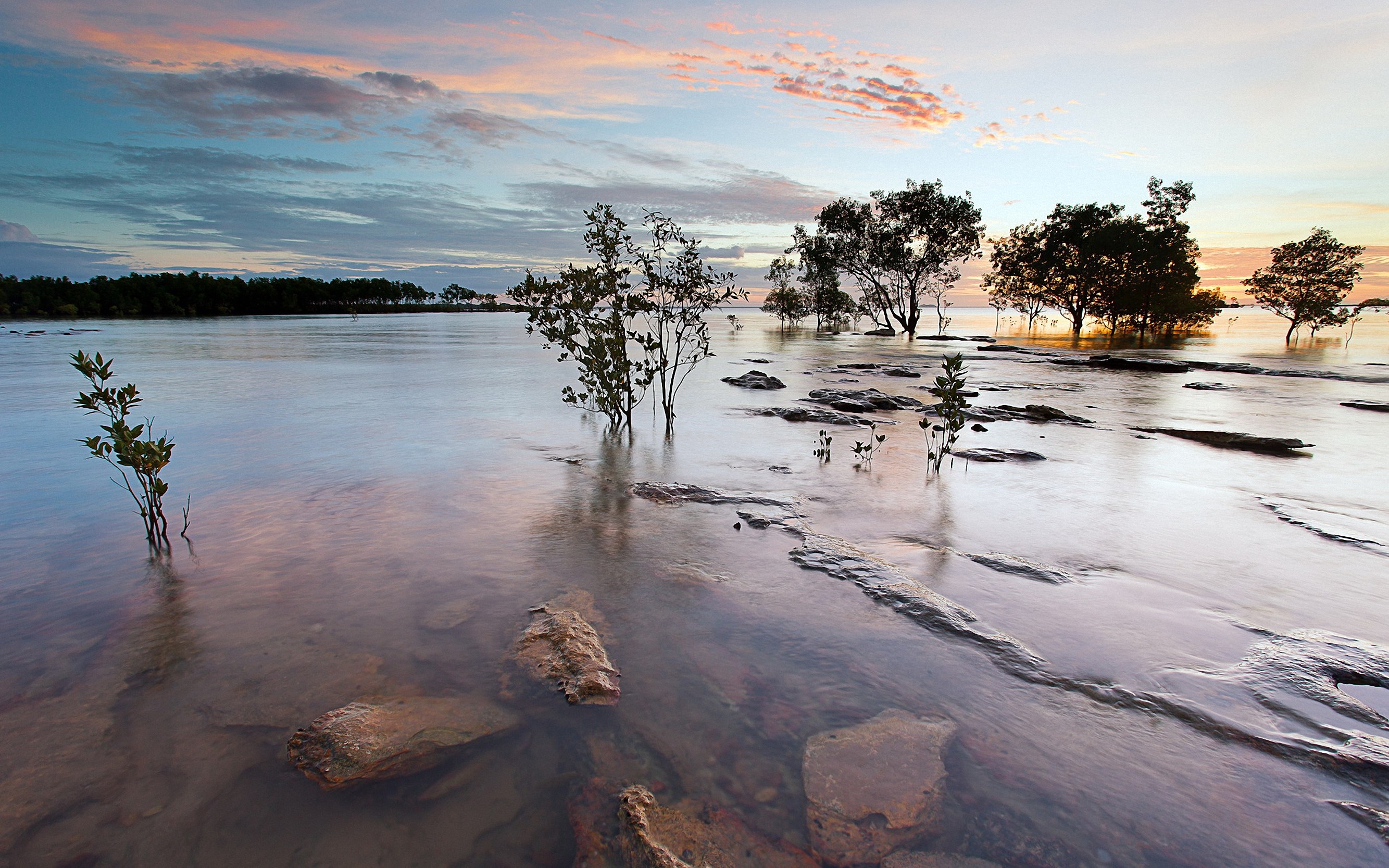 Mangrove trees in shallow water at sunset HD Wallpaper
