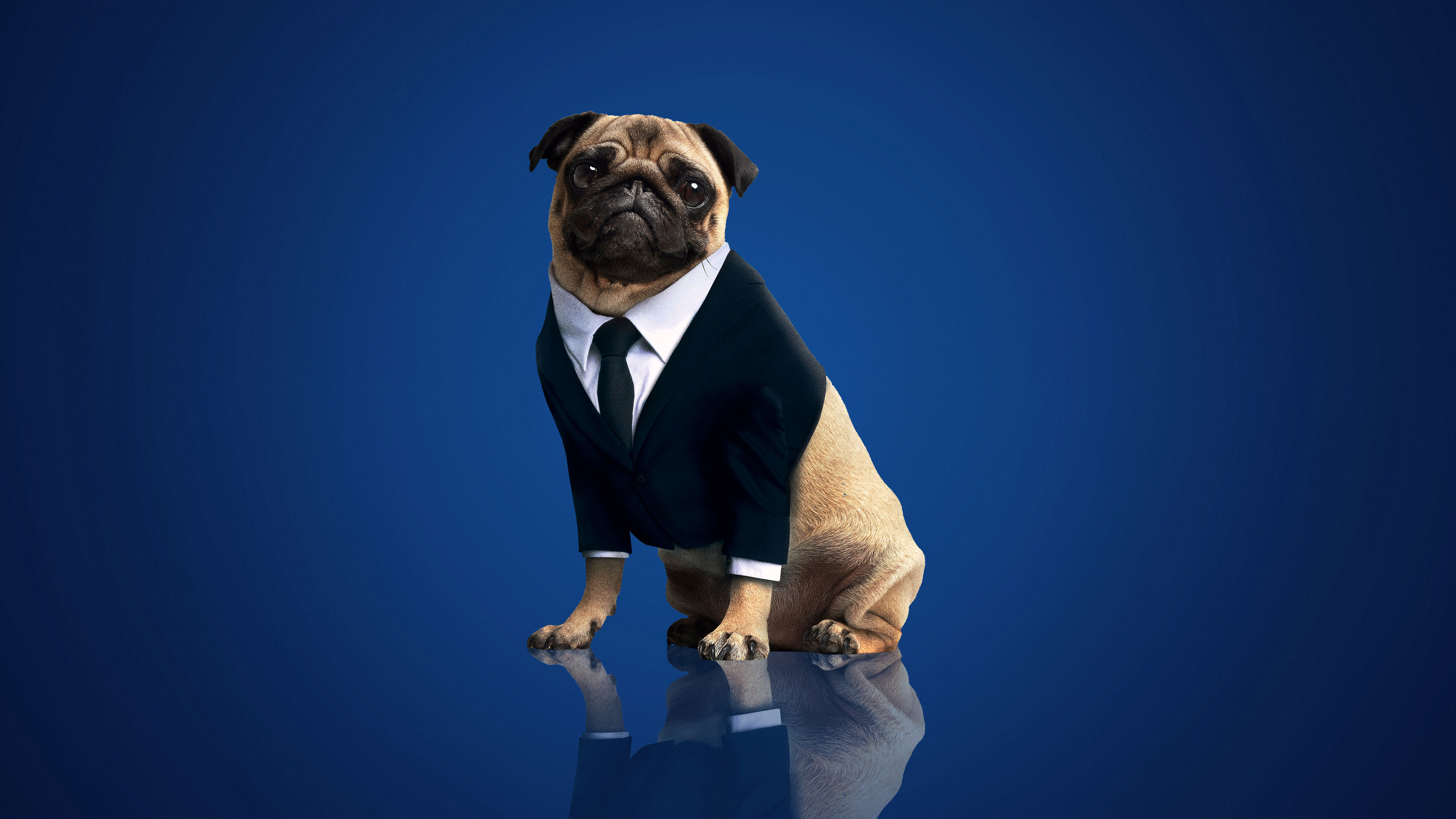 A pug in a suit sits against a blue background HD Wallpaper