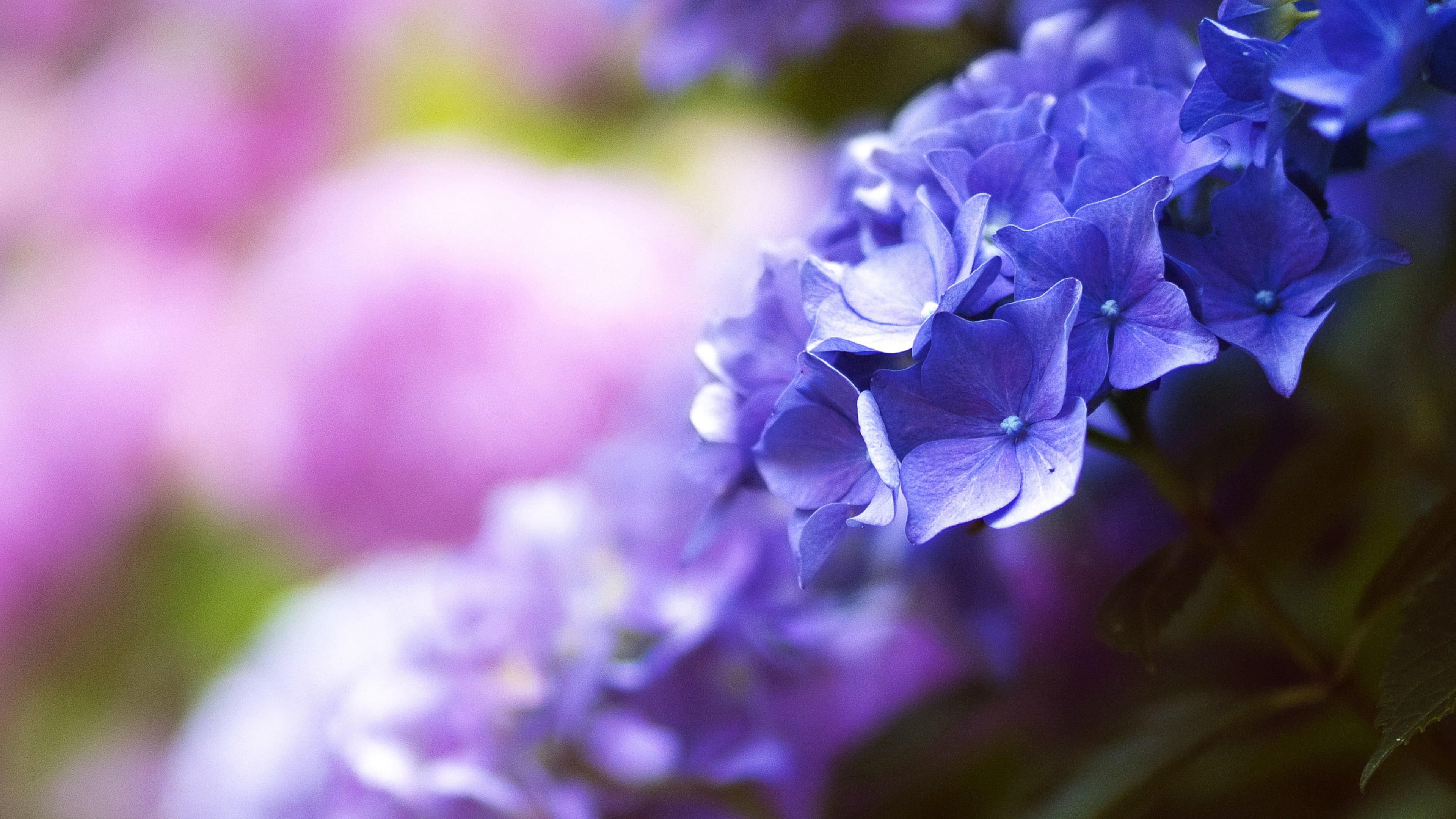 Purple Hydrangea Flowers Close Up 4K HD Wallpaper
