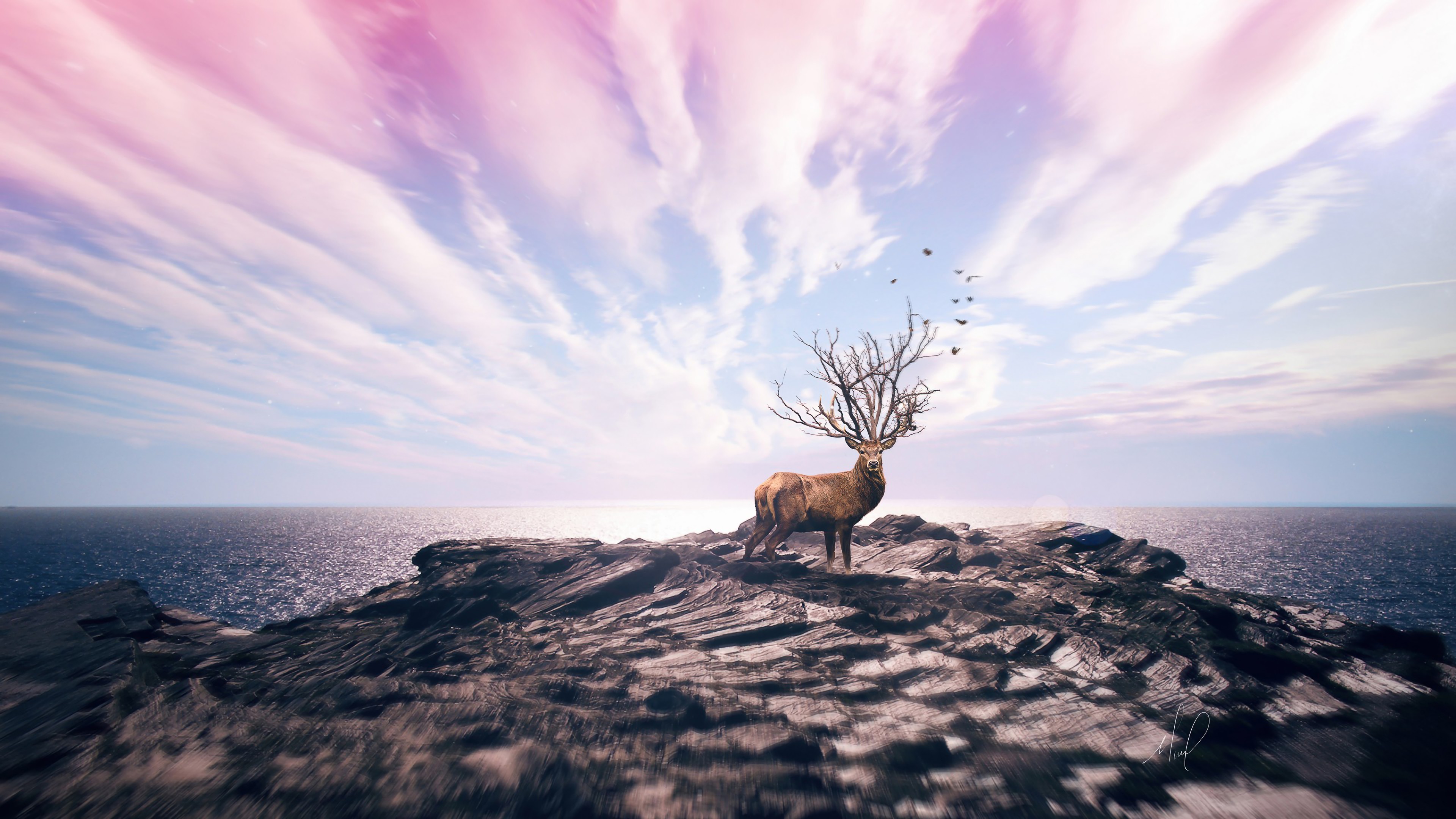 Deer with tree antlers on a rocky shore HD Wallpaper
