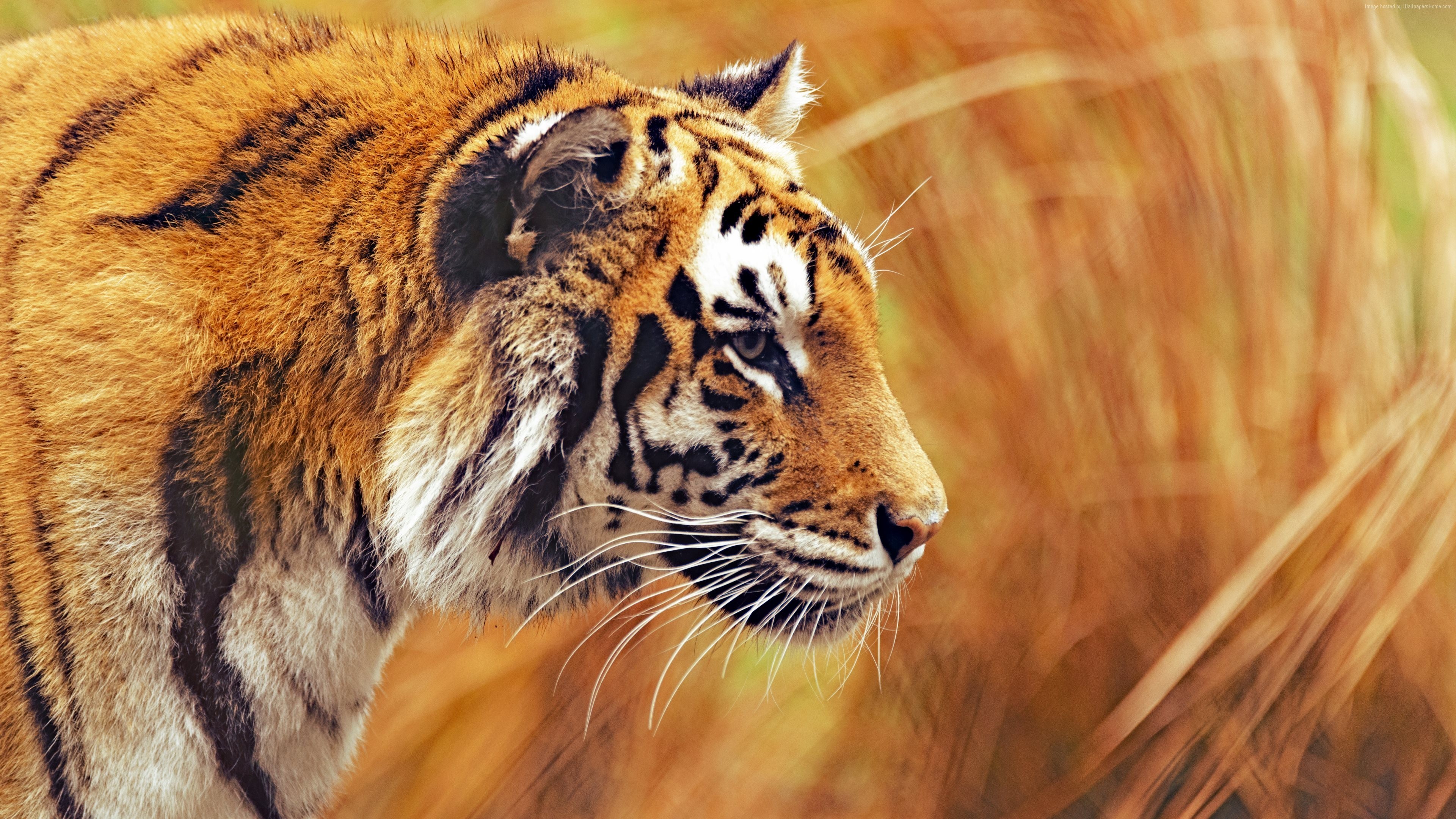 Tiger in tall grass, 4K HD Wallpaper