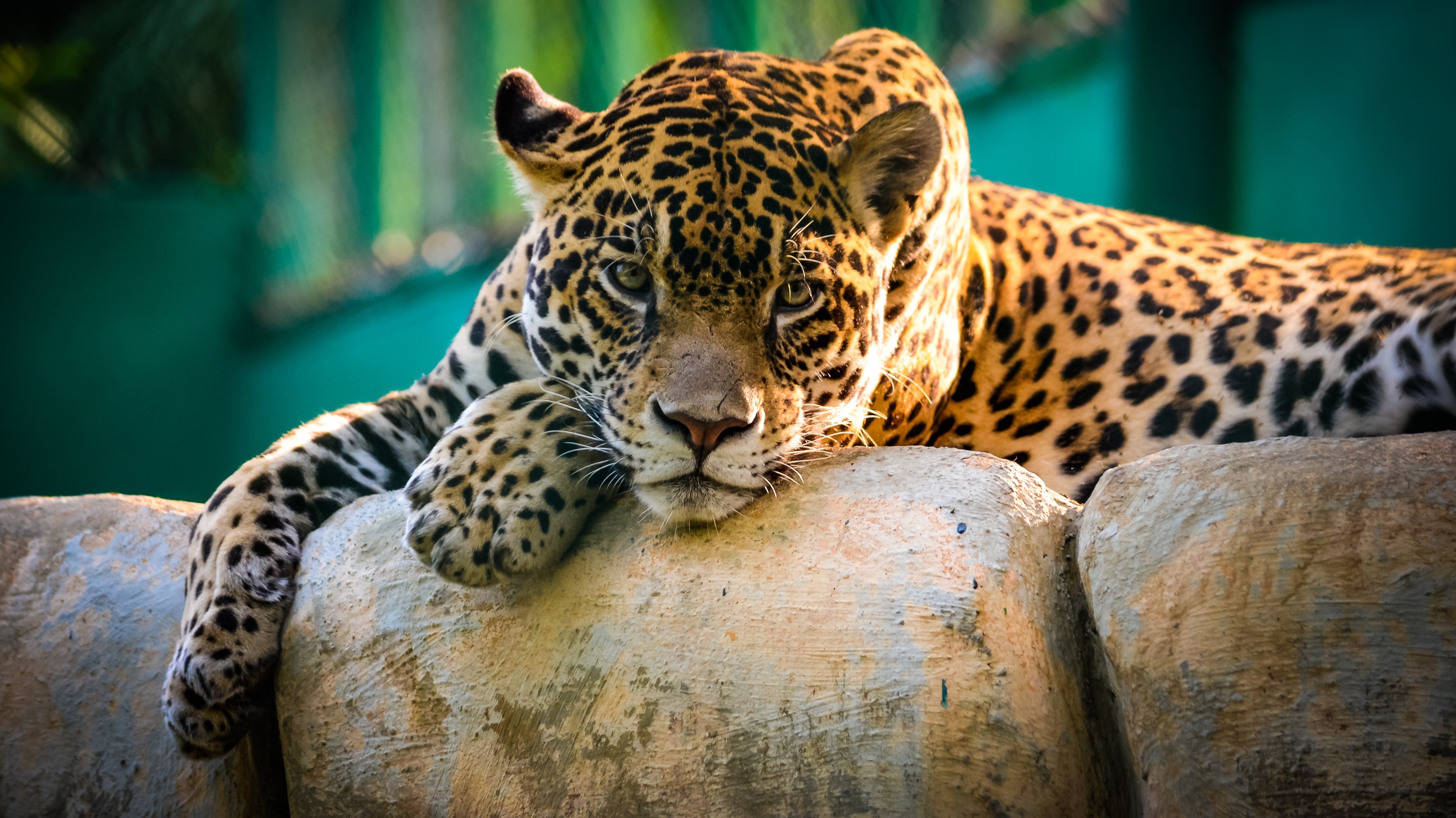 Jaguar resting on rocks HD Wallpaper