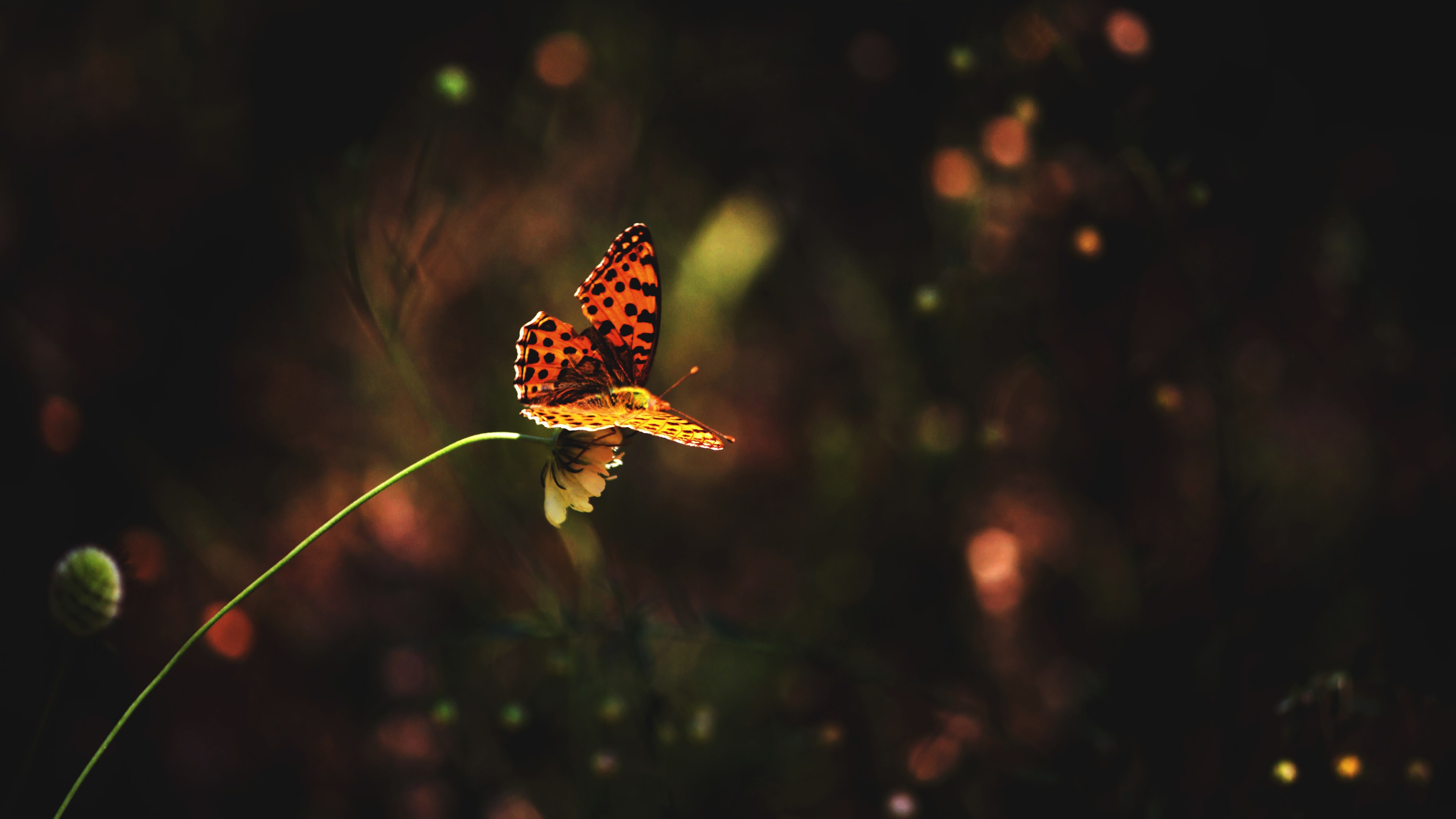 Butterfly on a flower 4K HD Wallpaper