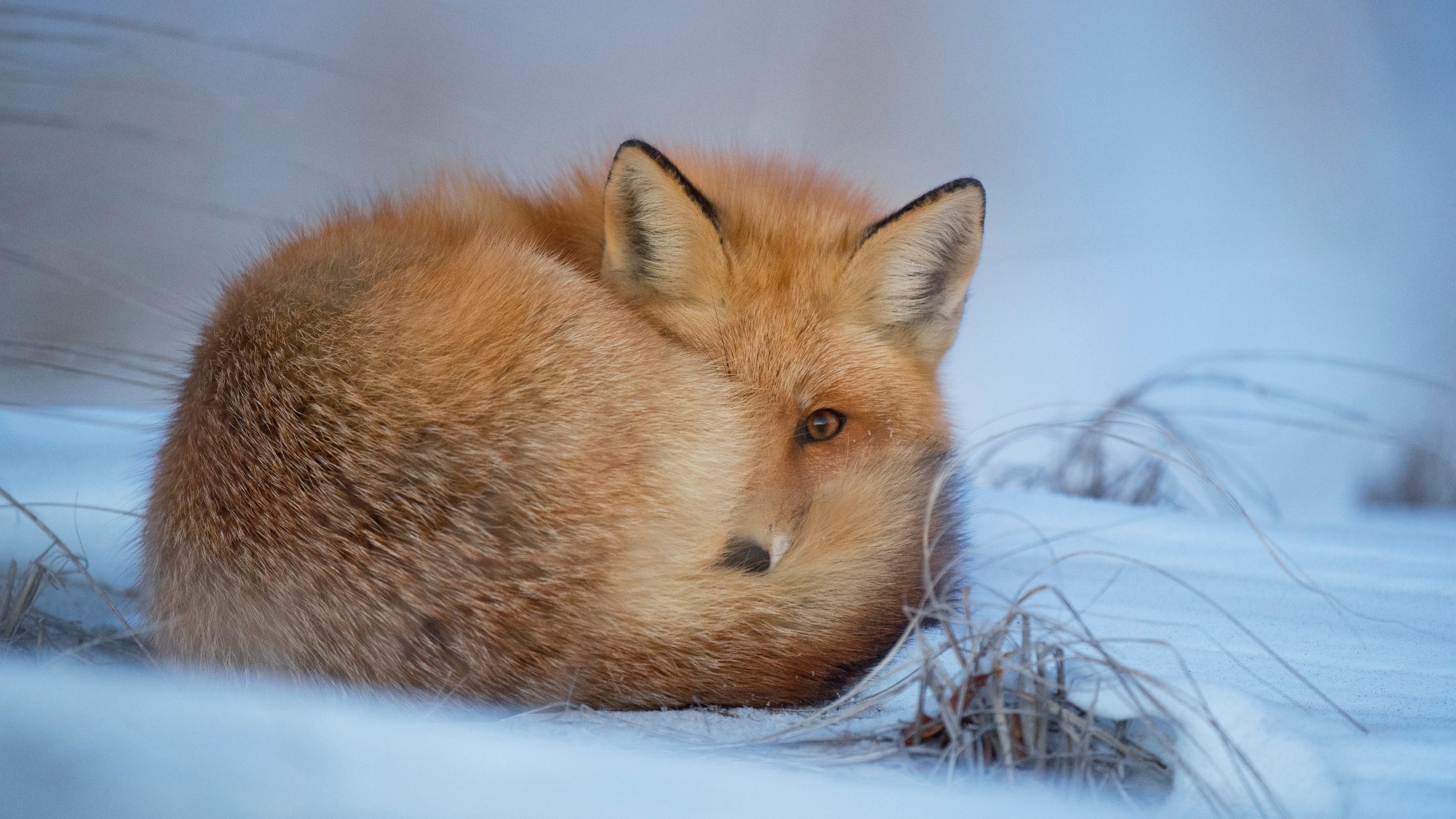 Red Fox curled up in the snow, 4K HD Wallpaper