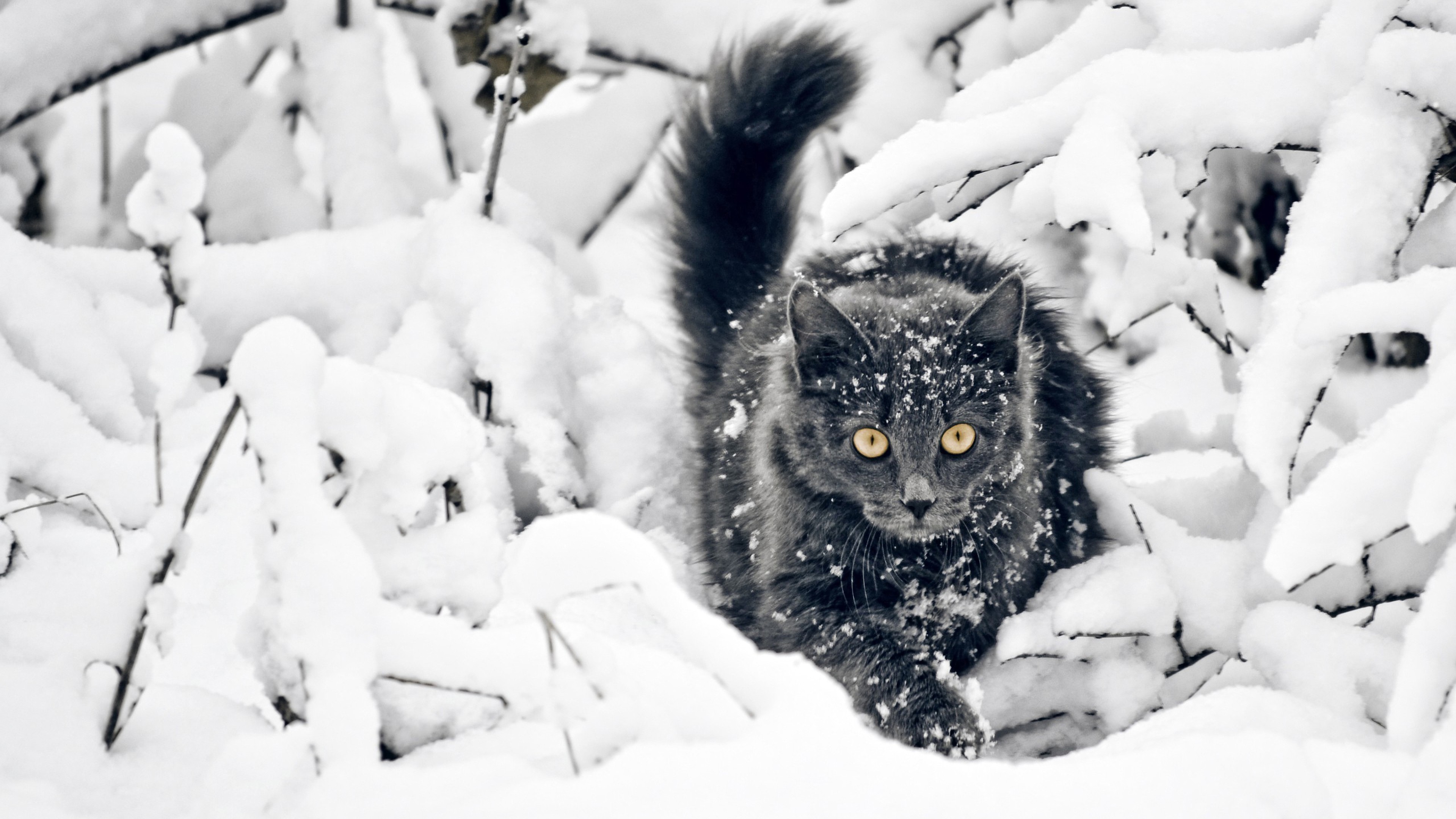 Gray cat in snow HD Wallpaper