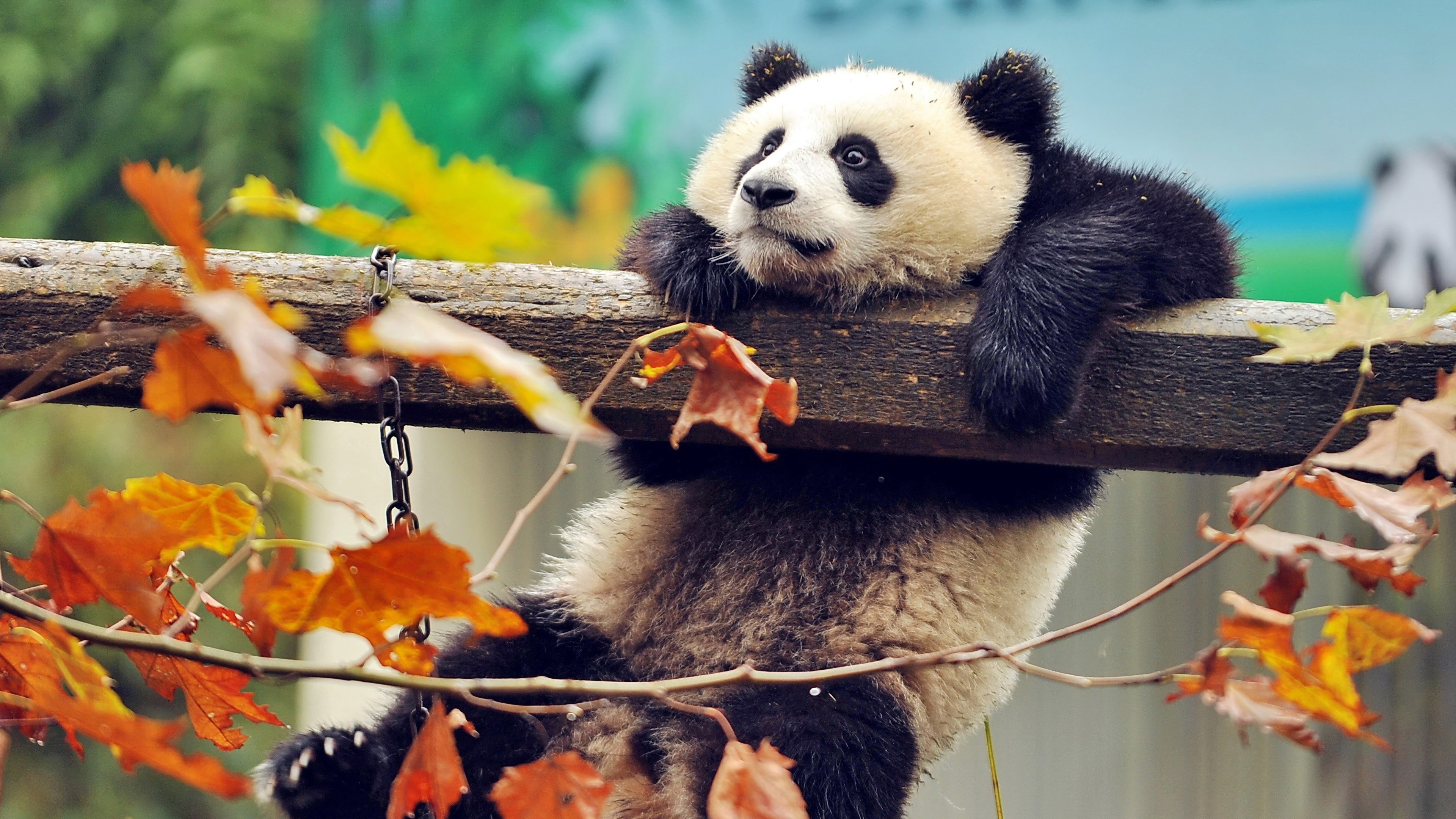 Panda resting on a branch with autumn leaves HD Wallpaper