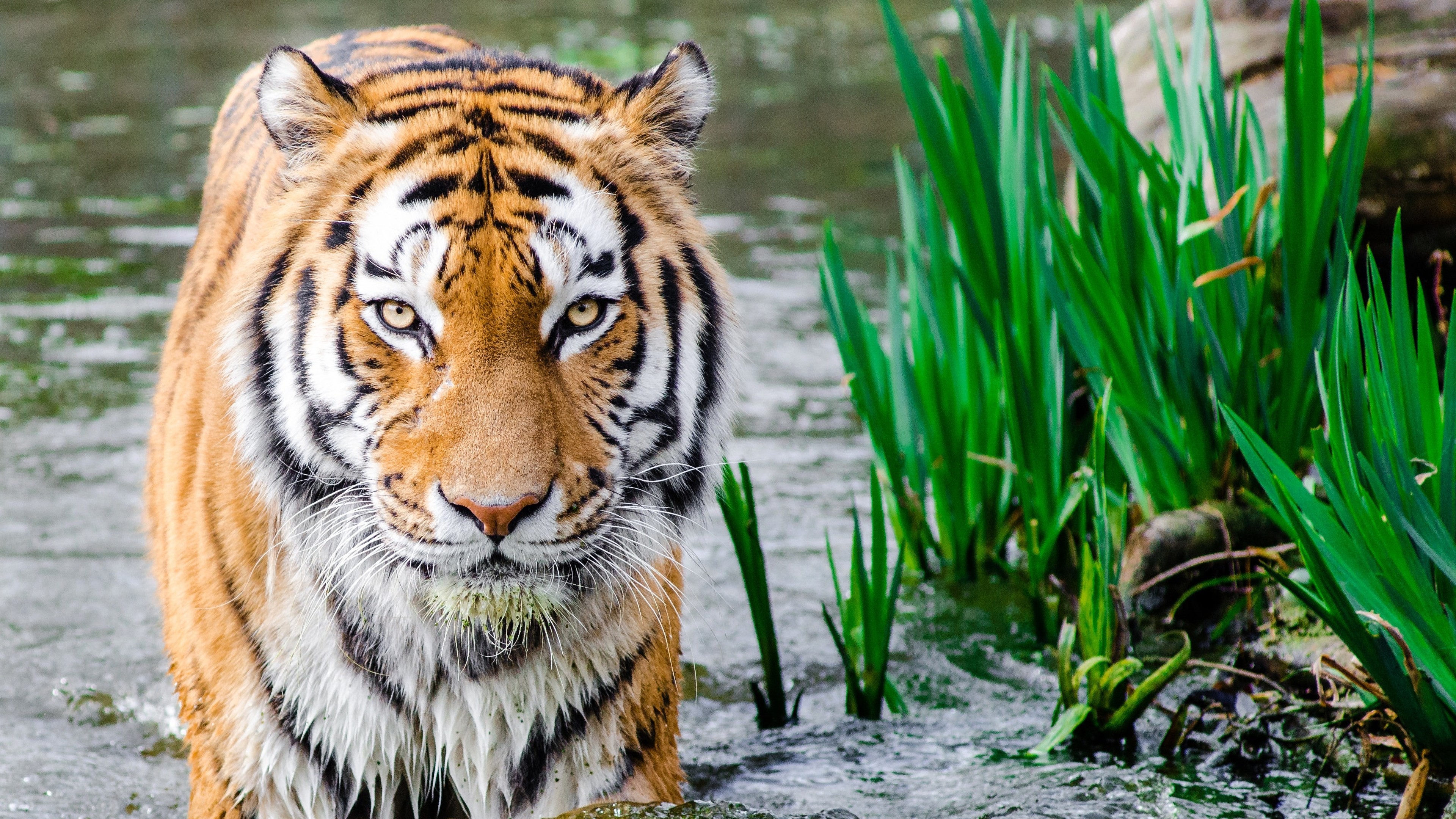Tiger in water with green plants HD Wallpaper