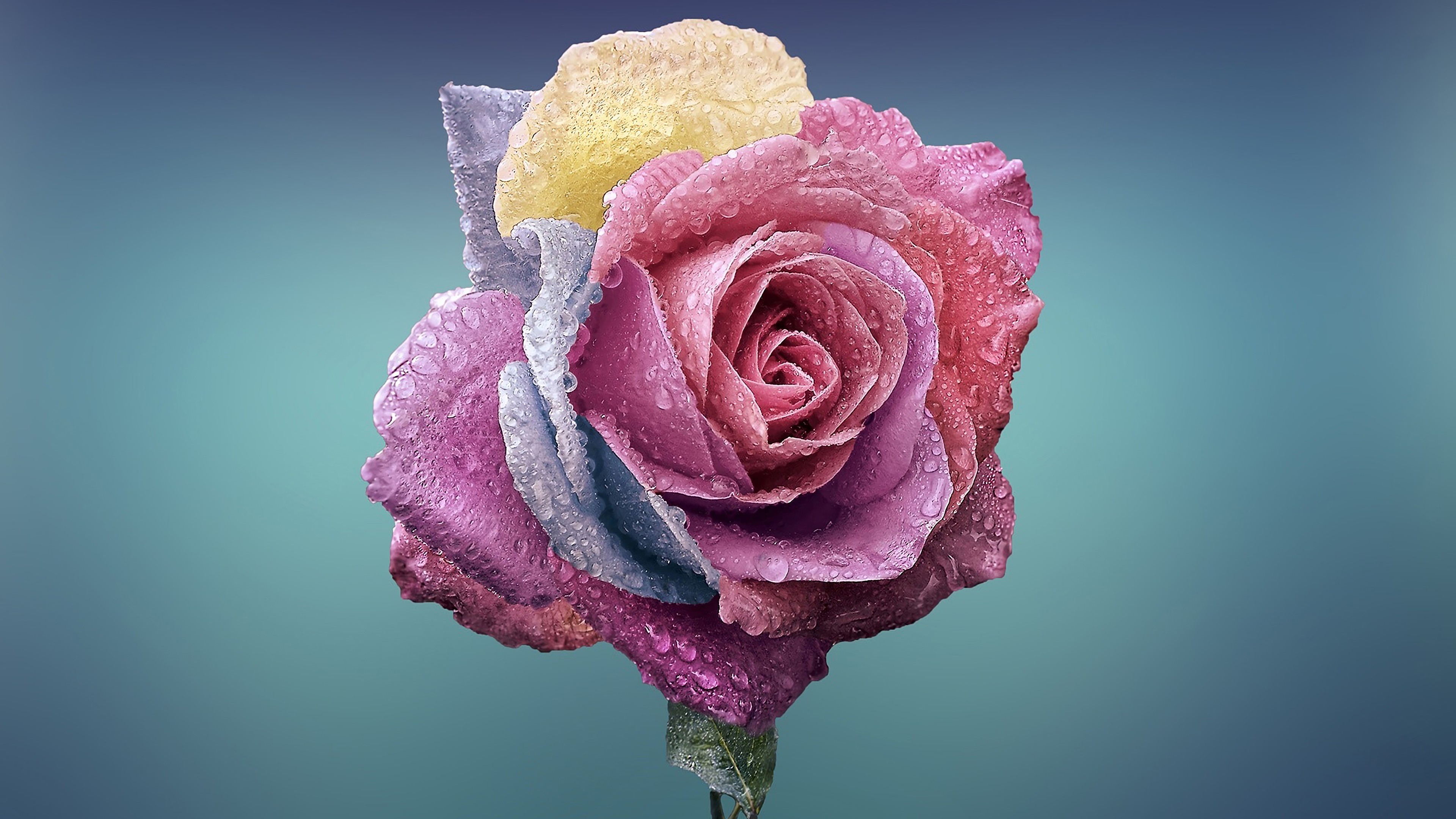 Flowers, Close Up, 4K, 3840x2160 HD Wallpaper