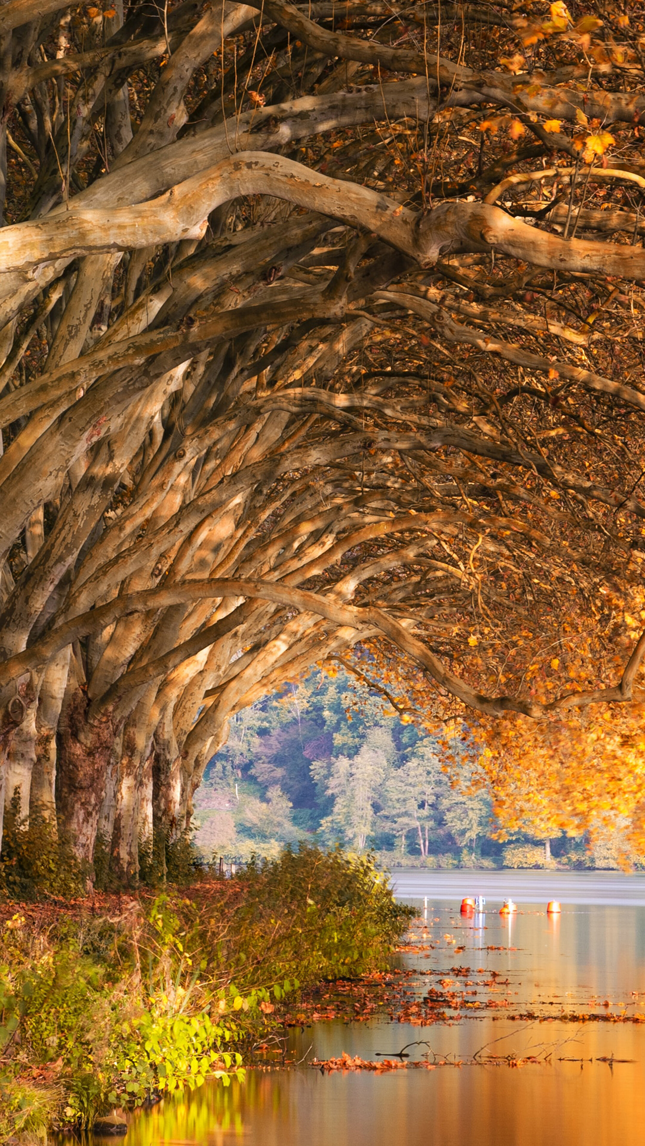 Autumn trees arching over a lake HD Phone Wallpaper