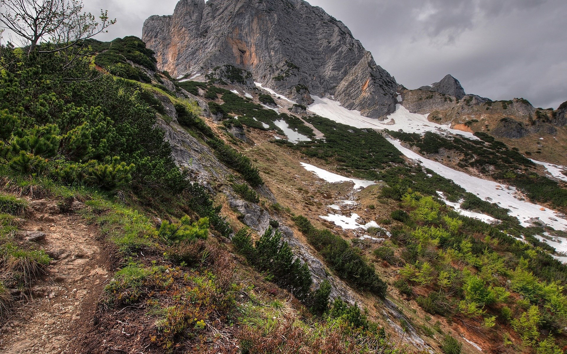 Mountain slope with snow patches and pine trees HD Wallpaper