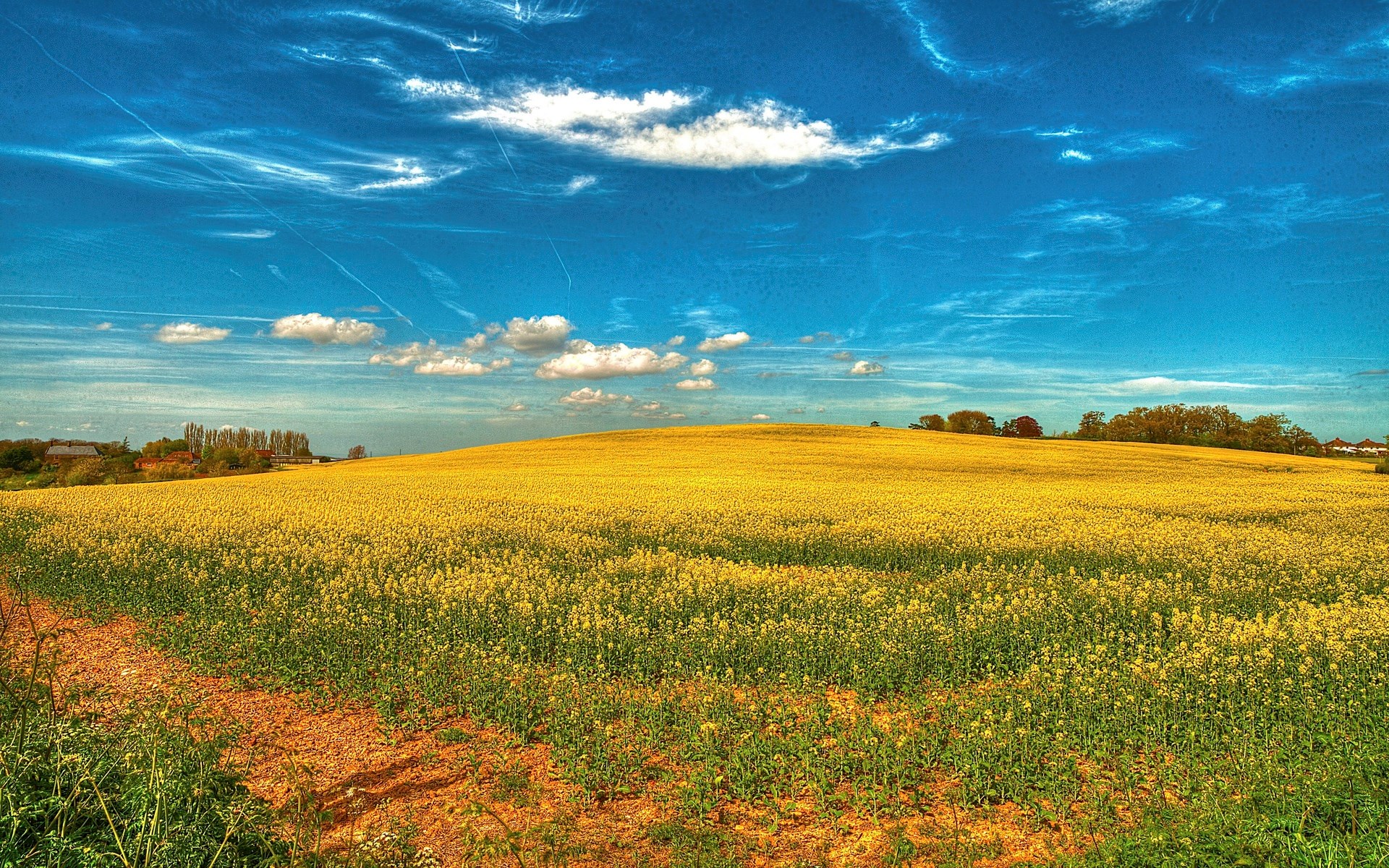 A field of yellow flowers under a blue sky HD Wallpaper