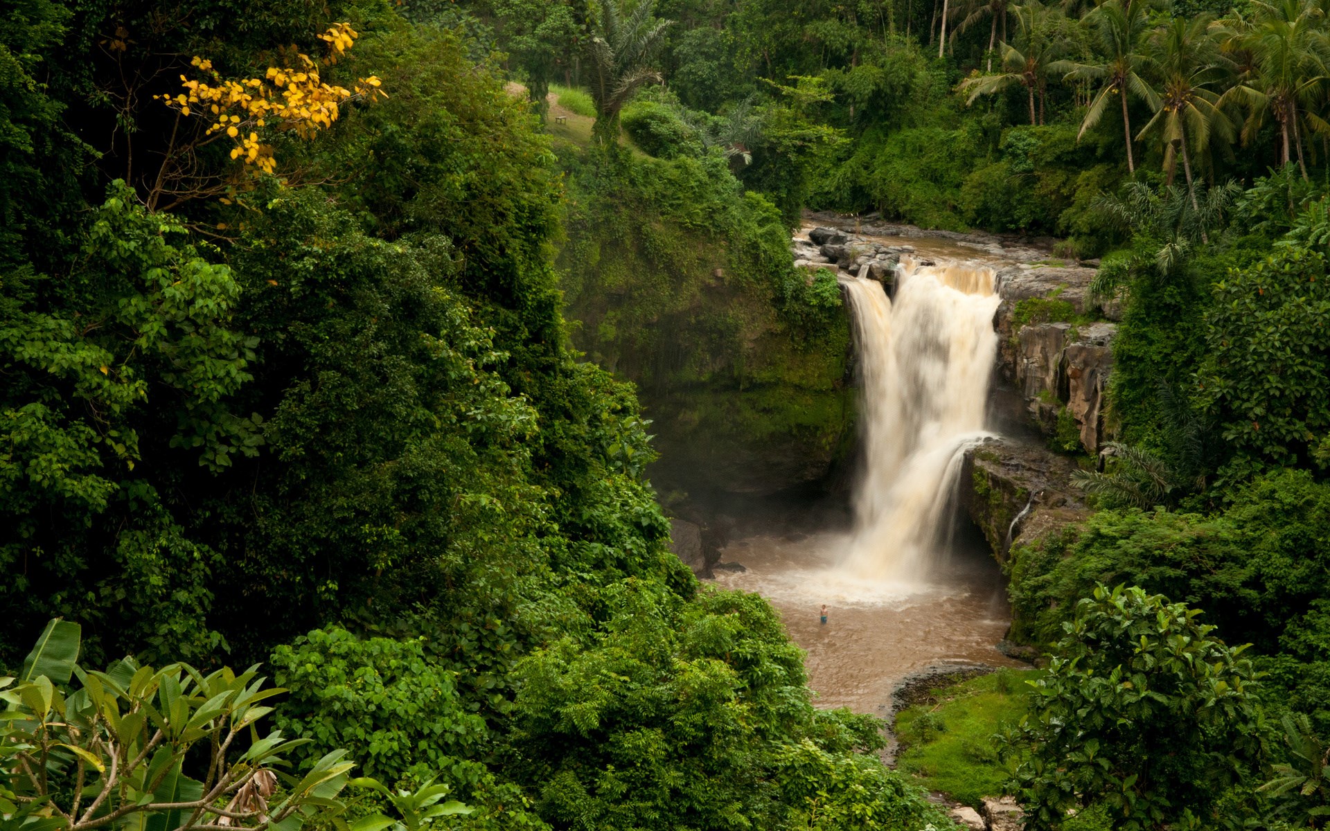 Waterfall in a dense green jungle with palm trees HD Wallpaper