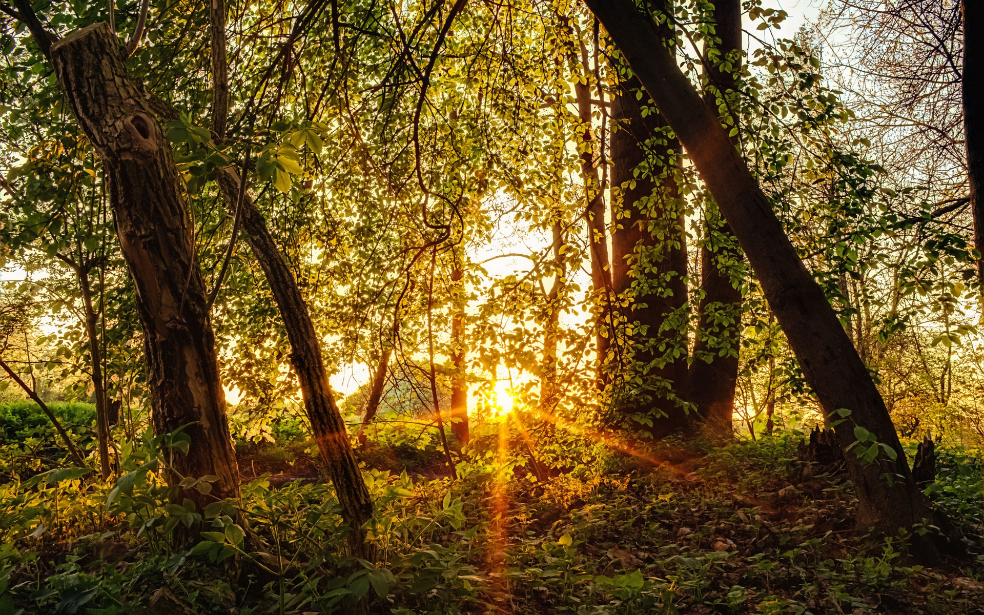 Sunlight filtering through trees in a forest HD Wallpaper