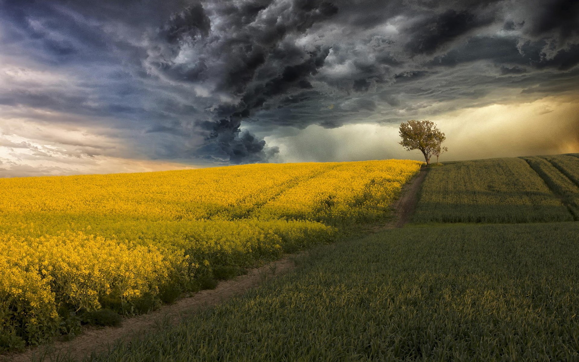 Stormy sky over a field of yellow flowers and green crops HD Wallpaper