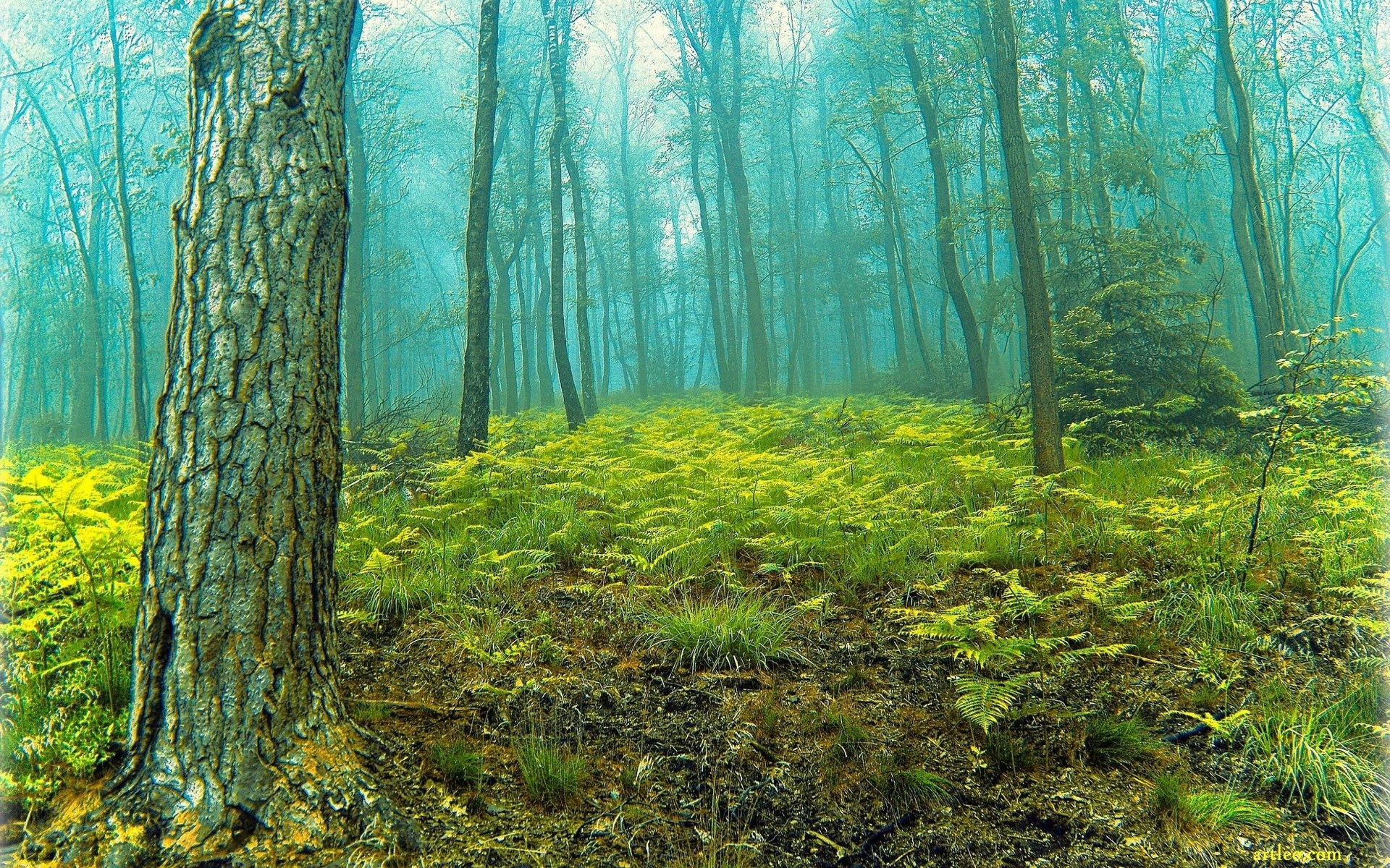 Misty forest with ferns and trees HD Wallpaper