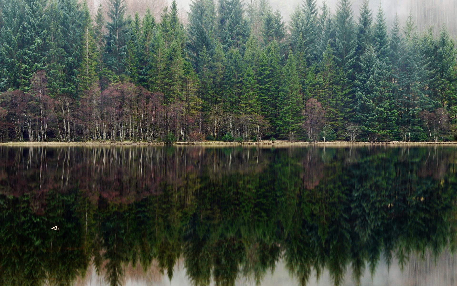 Forest reflected in a calm lake HD Wallpaper