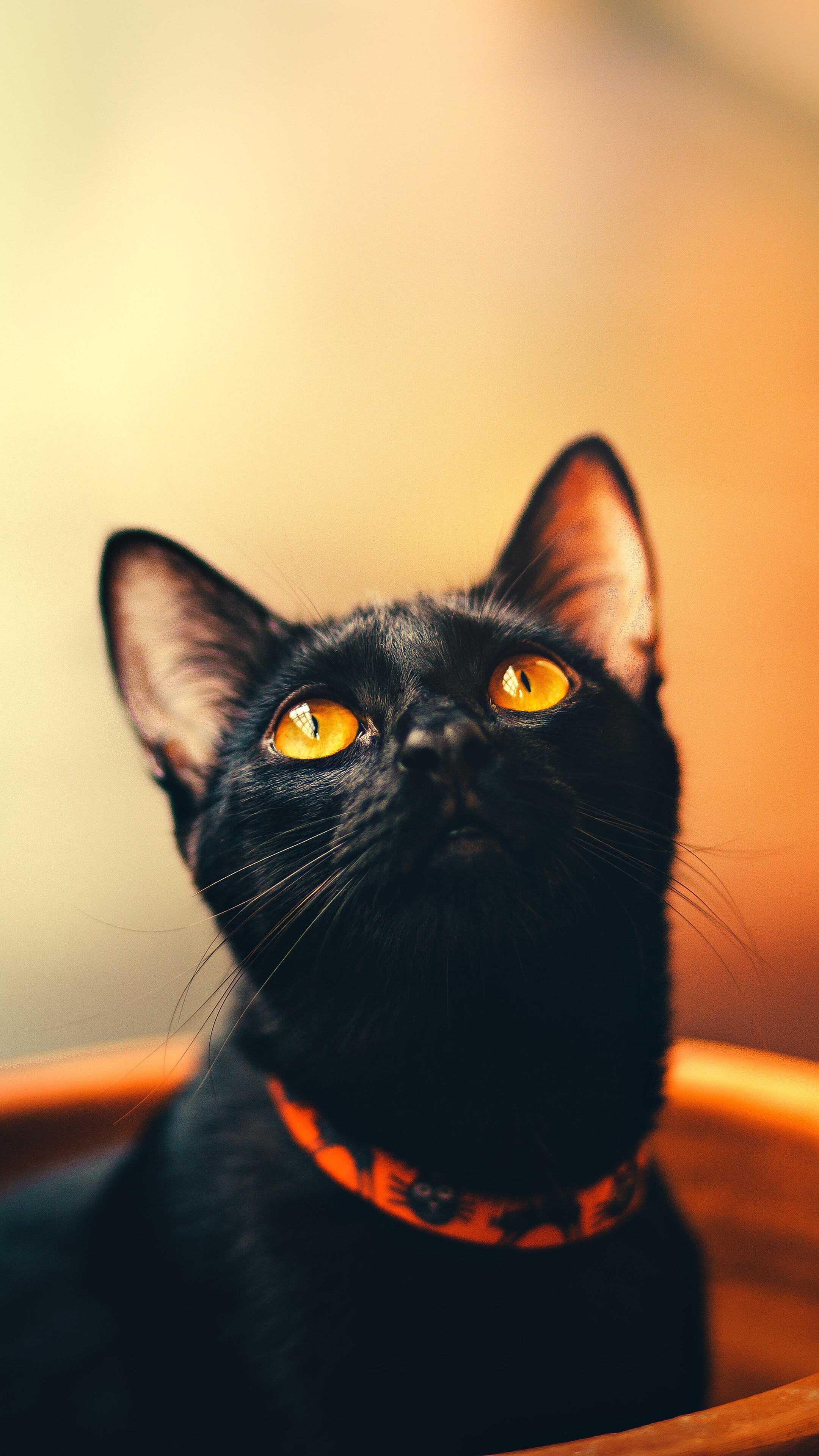 Black cat with orange collar looking up HD Phone Wallpaper