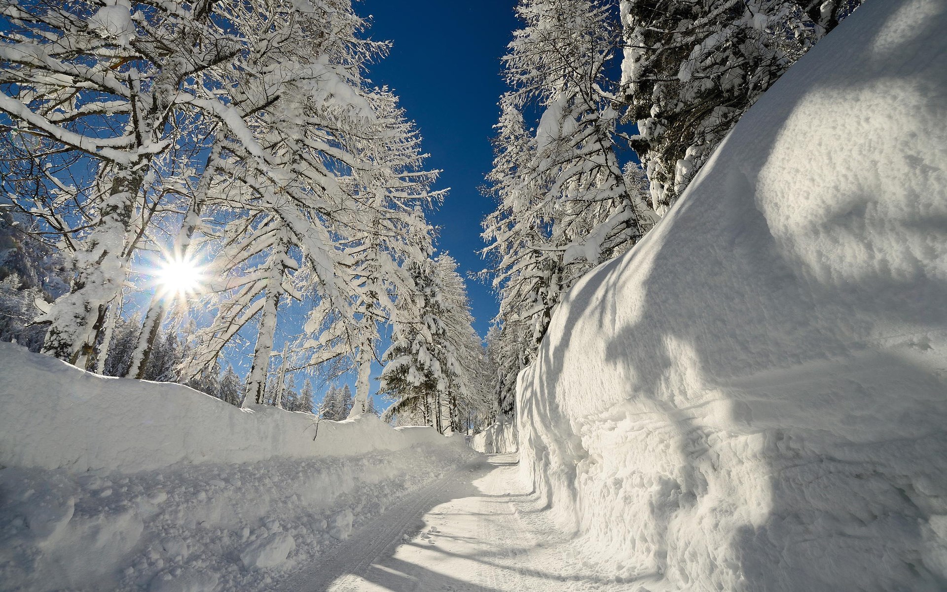 Snowy forest path with sun shining through trees HD Wallpaper