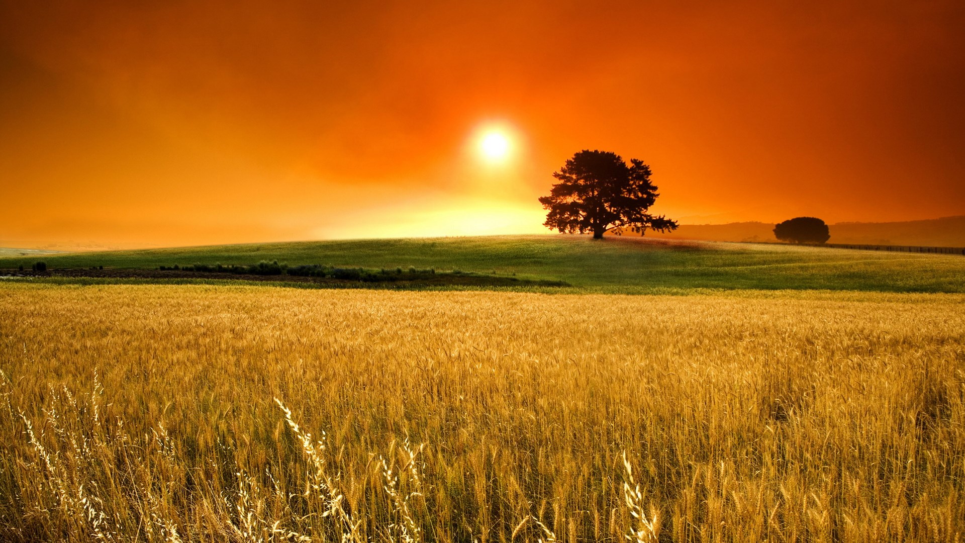 Golden wheat field at sunset with a lone tree HD Wallpaper