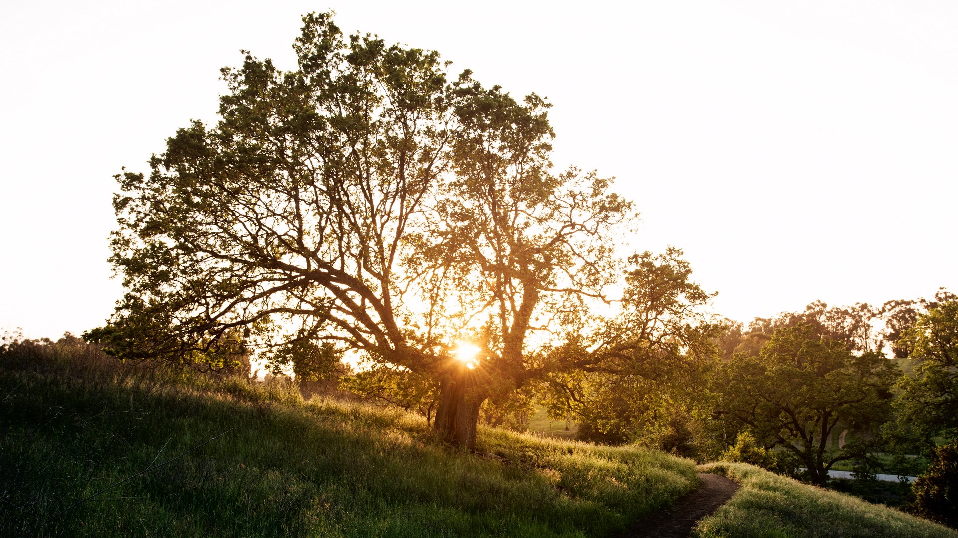 Sunlight shining through a large tree on a grassy hill HD Wallpaper