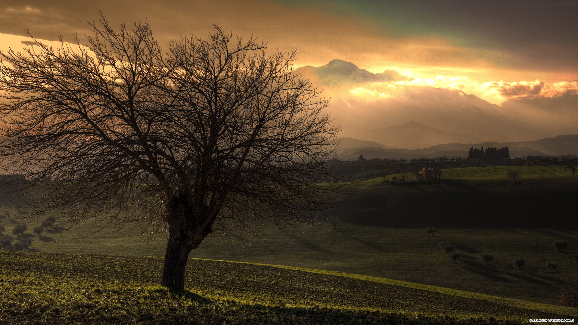 Bare tree in rolling hills at sunset HD Wallpaper