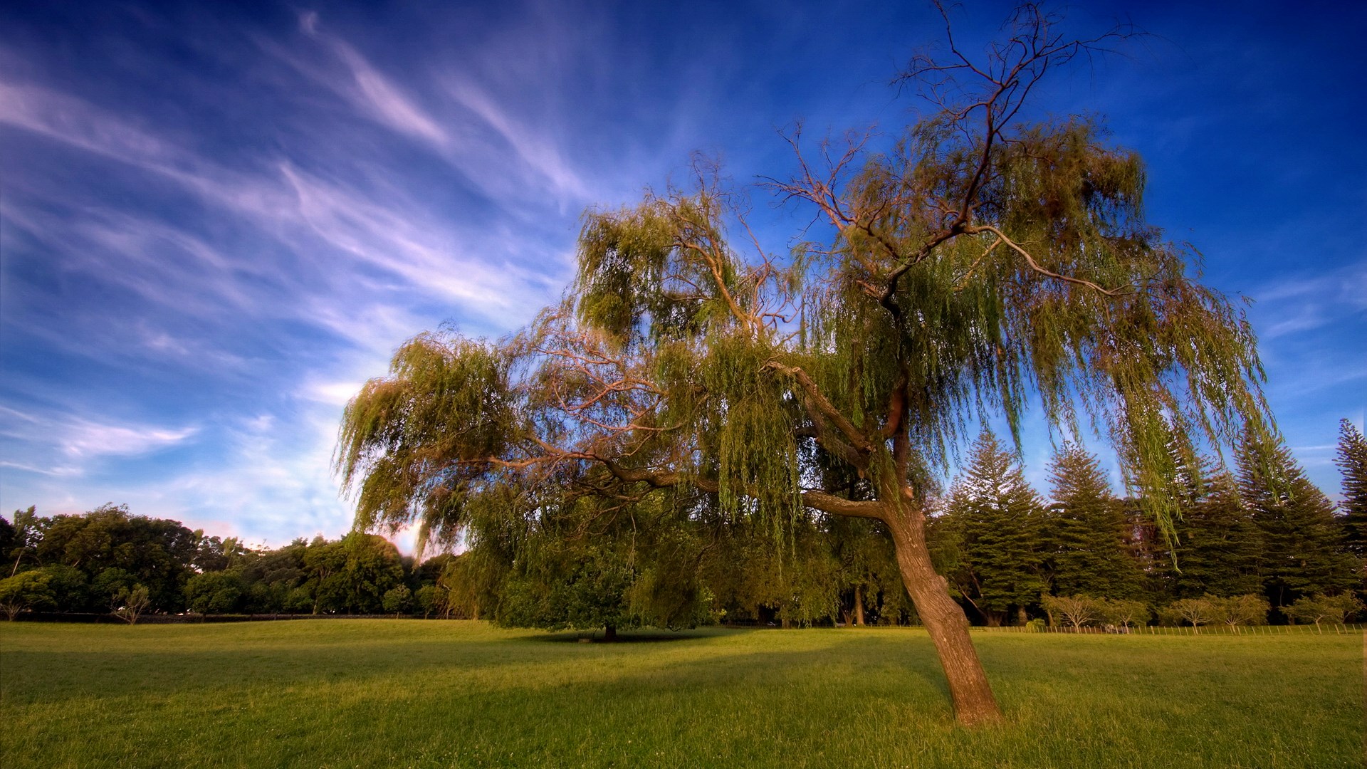 Weeping willow tree in a grassy field under a blue sky HD Wallpaper