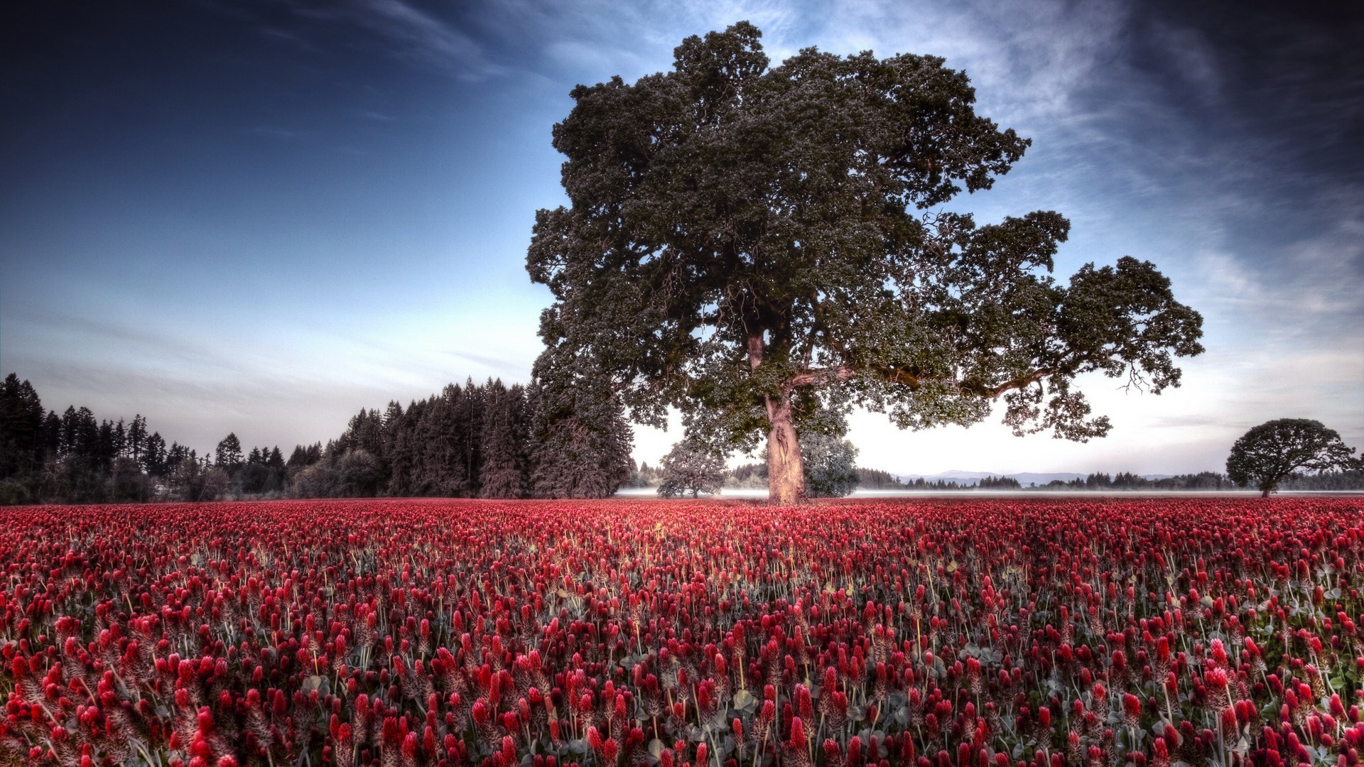 Field of red flowers with a large oak tree HD Wallpaper