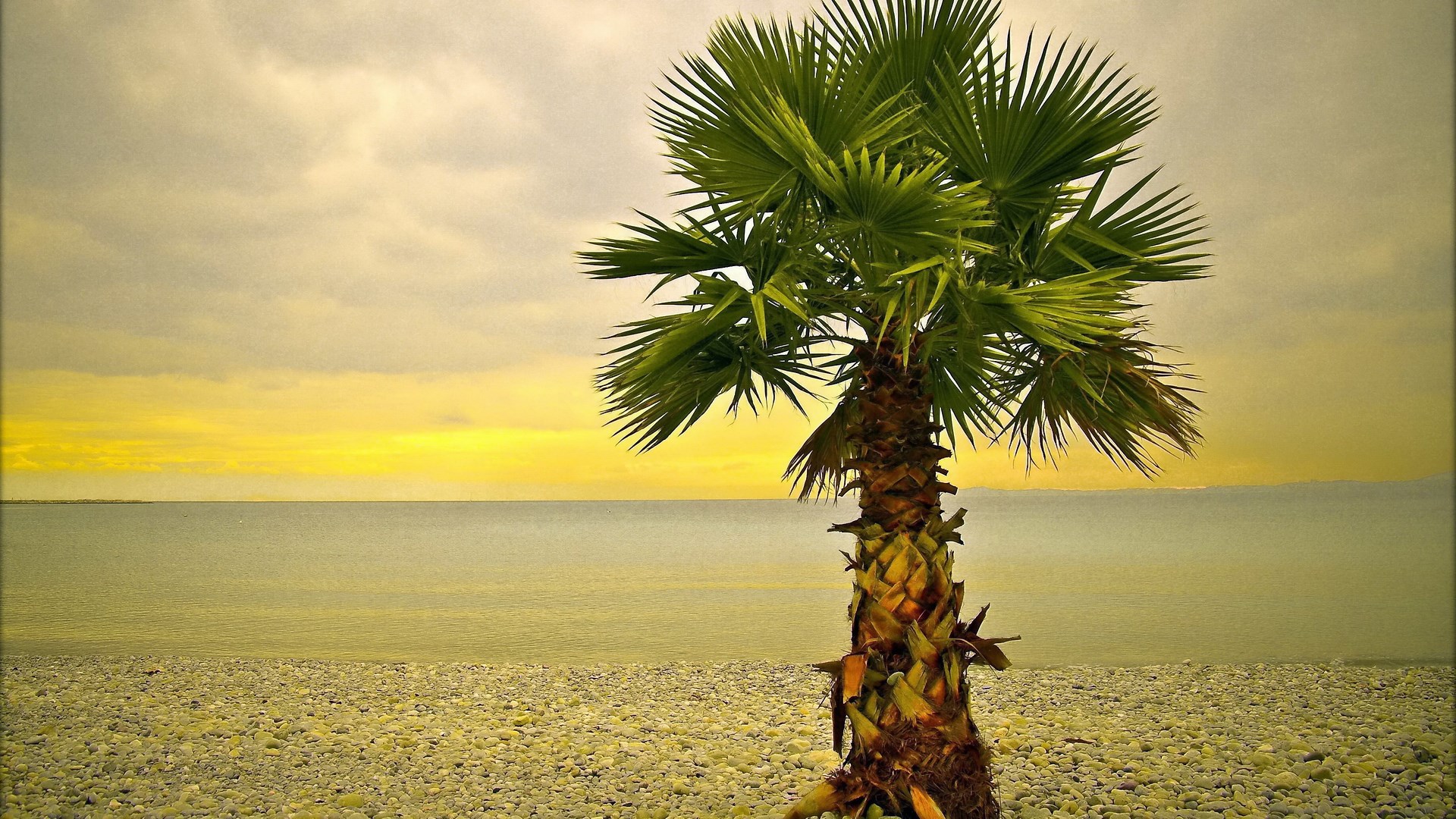 Palm tree on a pebble beach by the sea HD Wallpaper