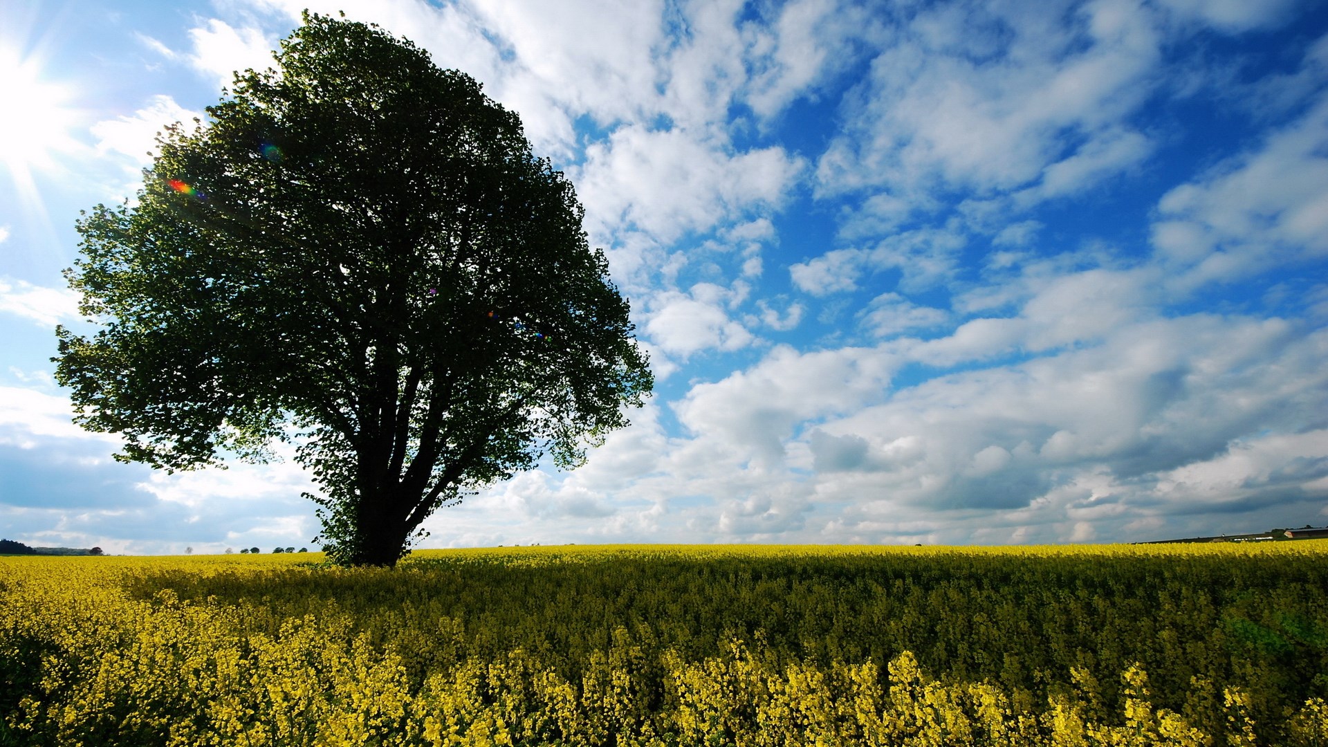 Lone tree in a field of yellow flowers under a cloudy sky HD Wallpaper