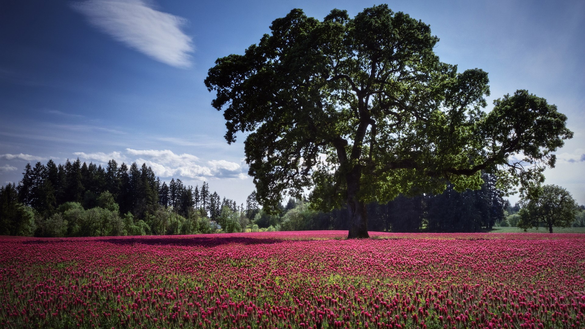 Large oak tree in a field of red flowers HD Wallpaper