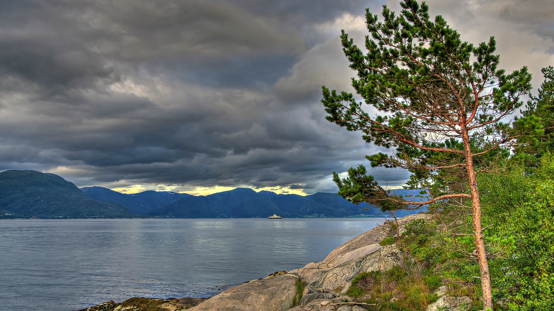 Pine tree on rocky shore overlooking a fjord HD Wallpaper