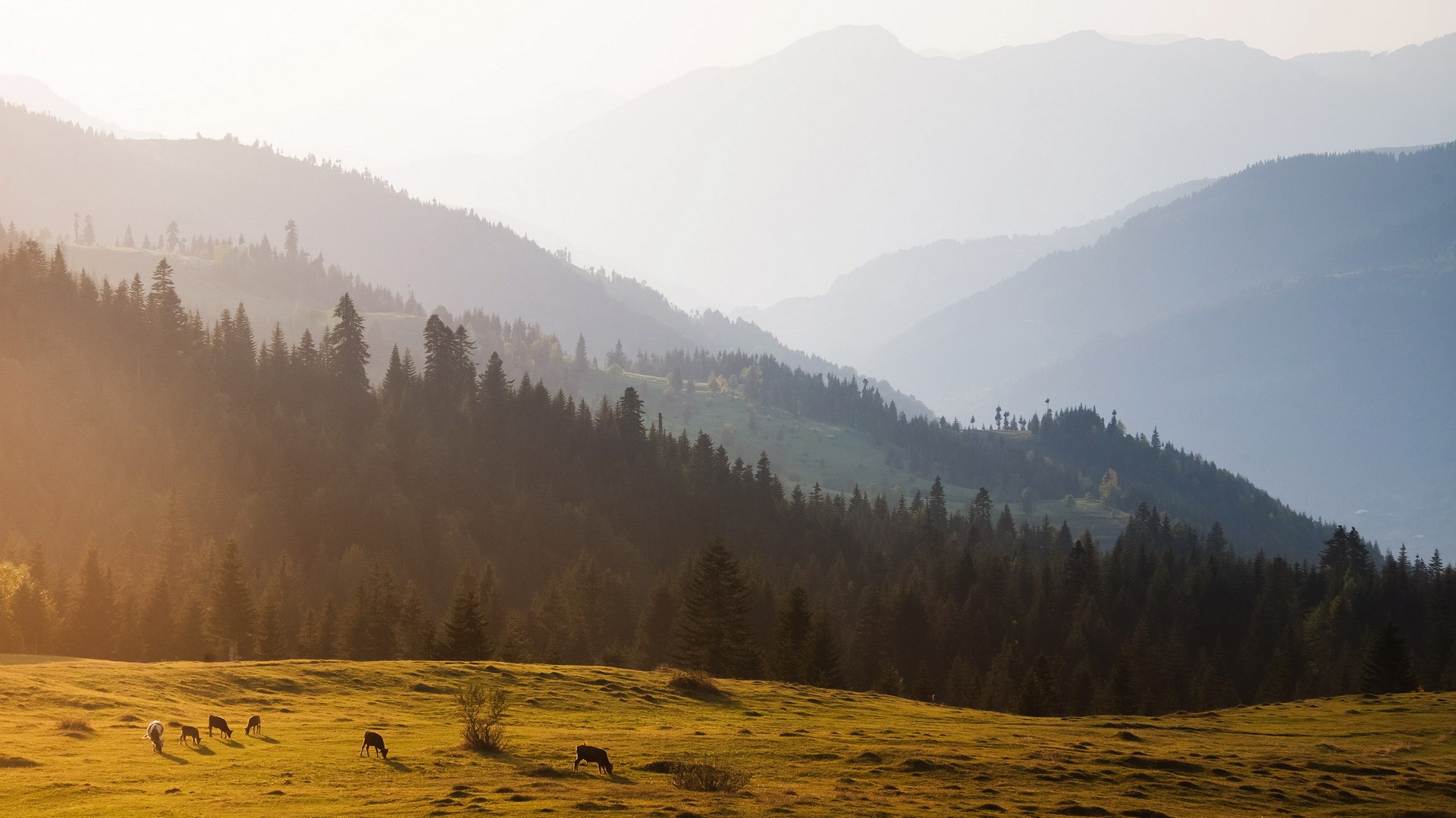 Cows grazing in a mountain meadow at sunset HD Wallpaper