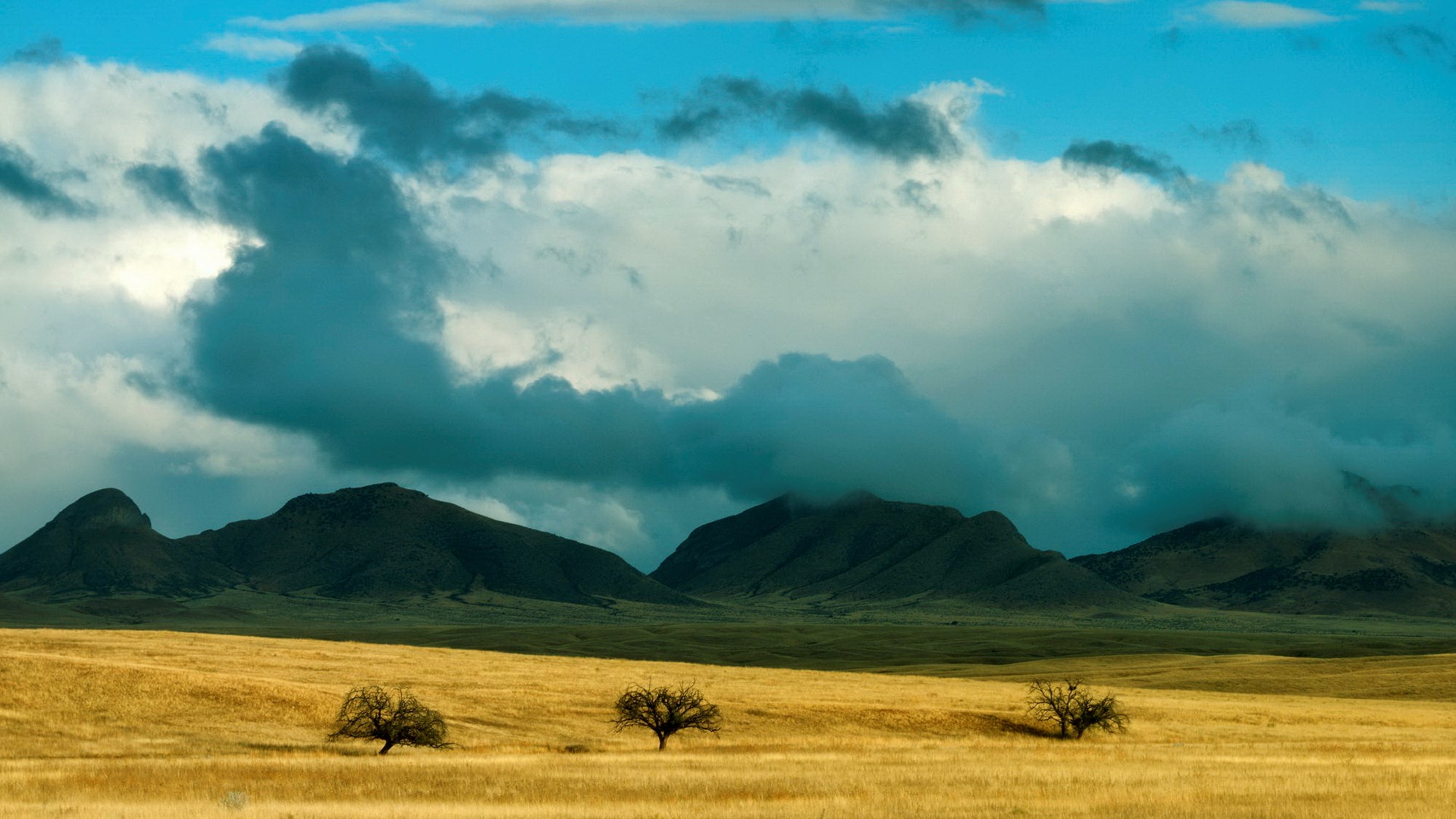 Three trees in a golden field with mountains and clouds HD Wallpaper